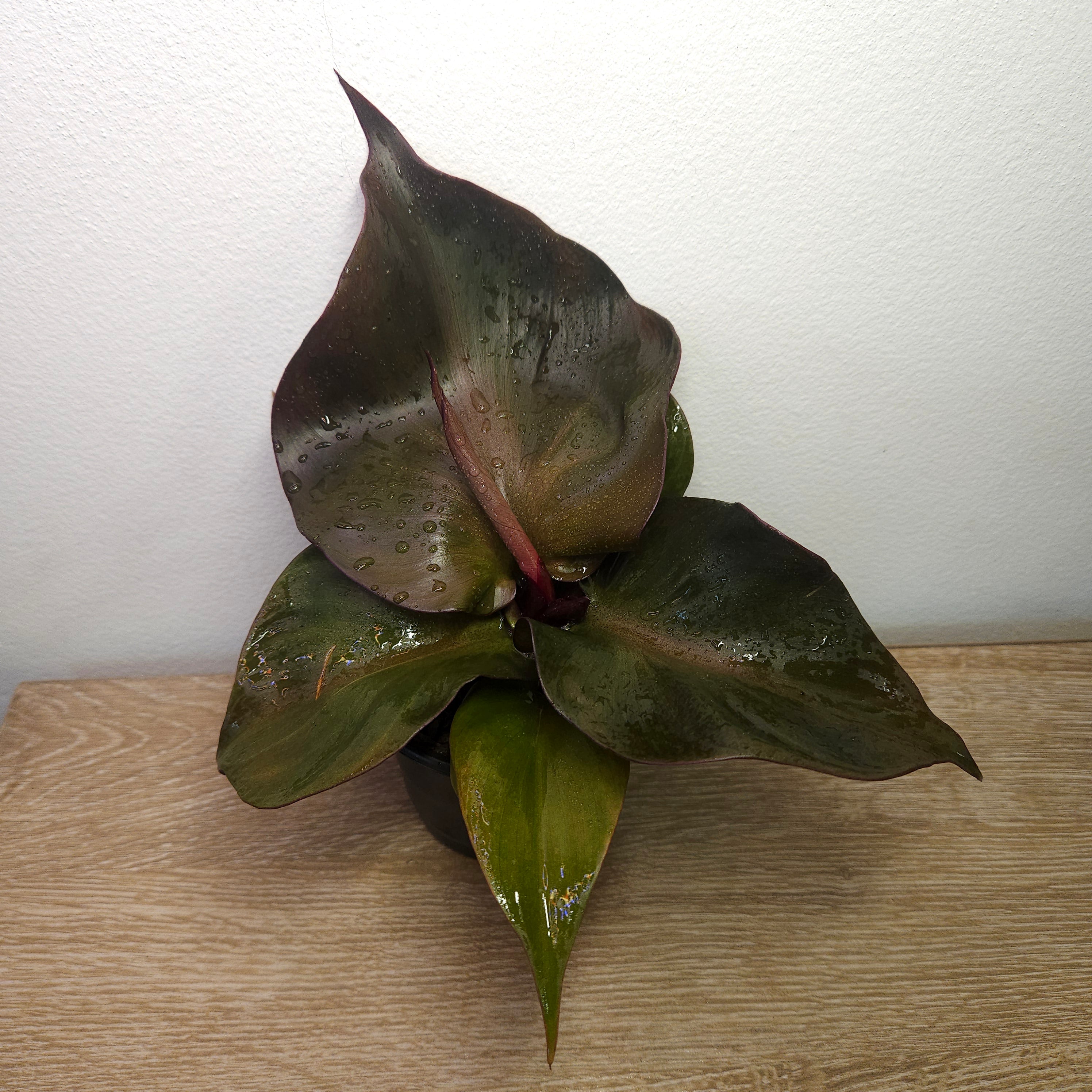 Philodendron Red Heart