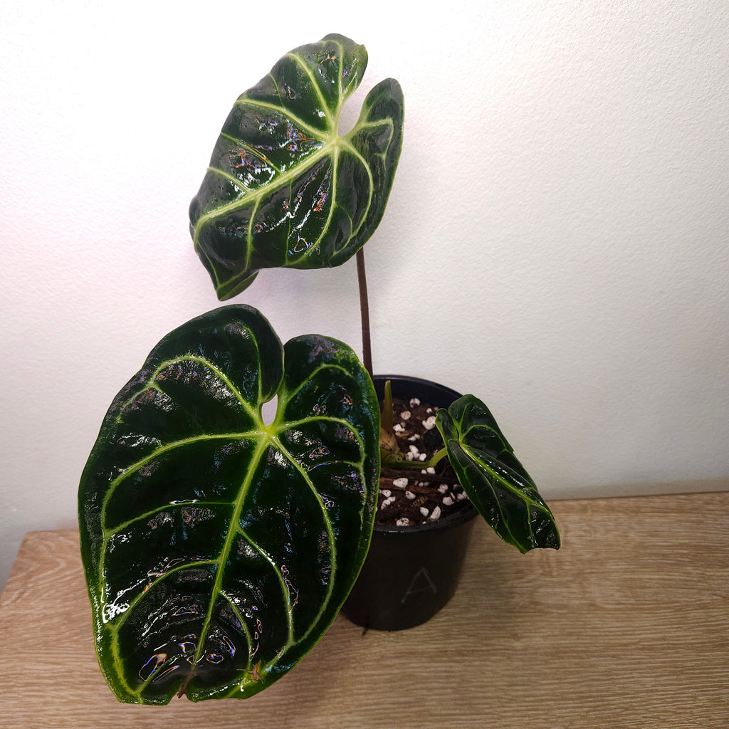 Anthurium Regale - Highly sought after!