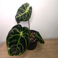 Anthurium Regale - Highly sought after!