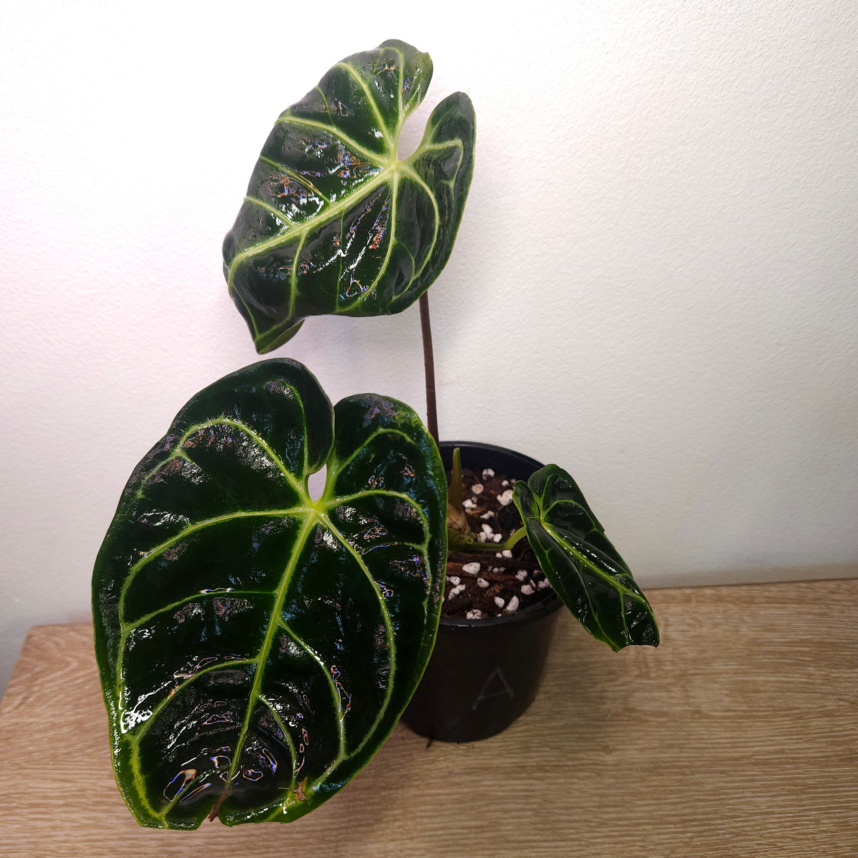 Anthurium Regale - Highly sought after!