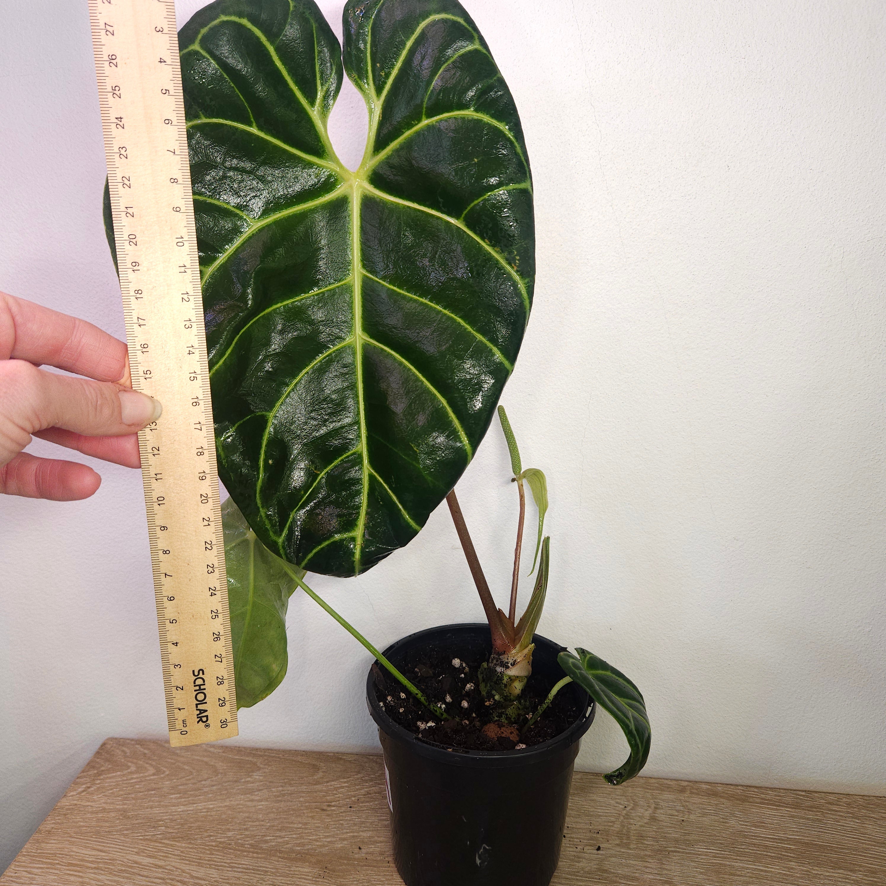 Anthurium Regale - Highly sought after!
