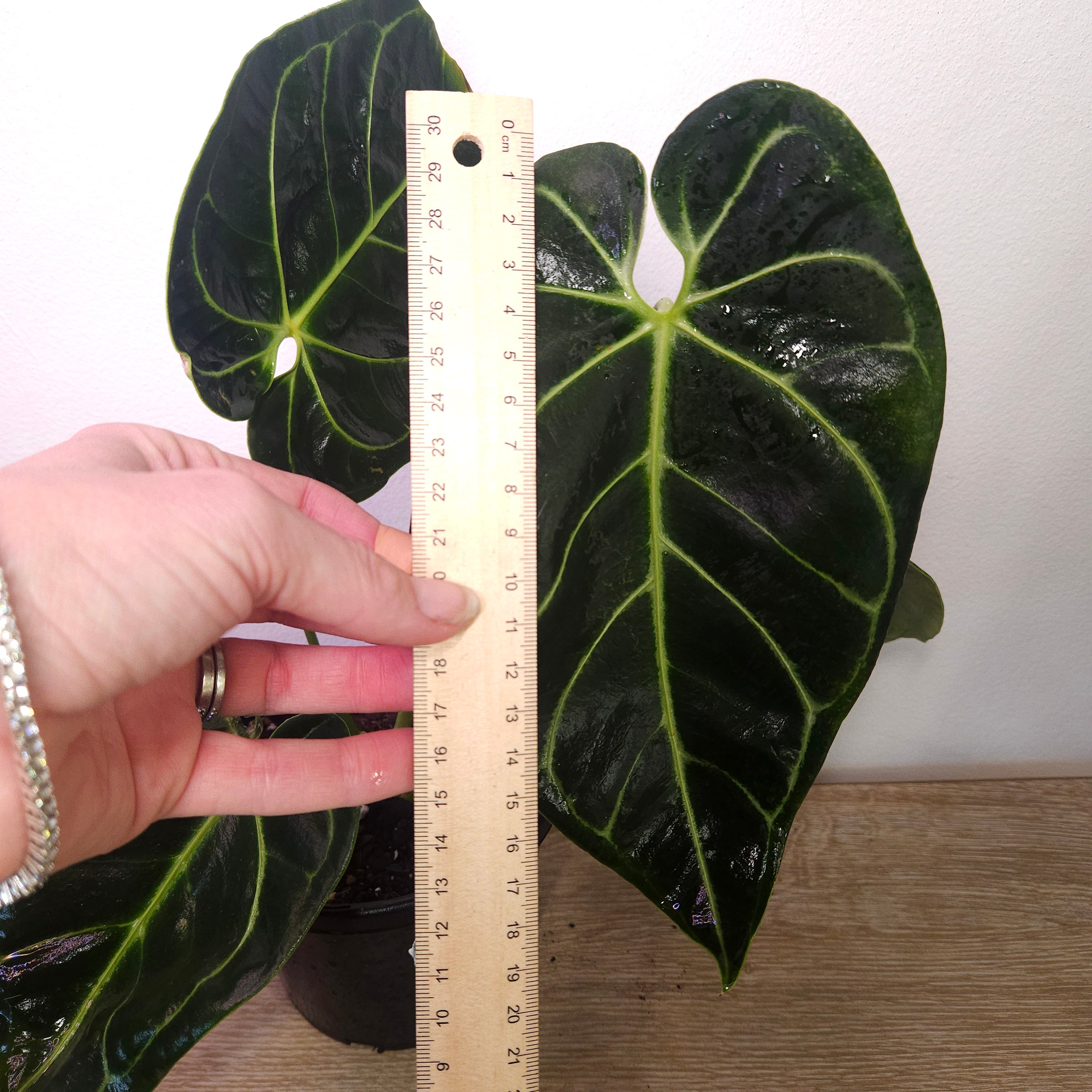 Anthurium Regale - Highly sought after!