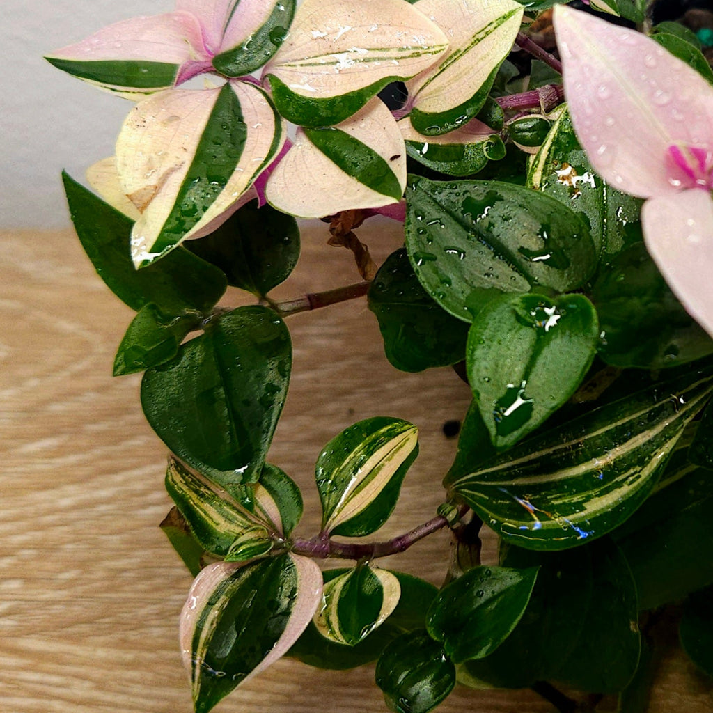 Tradescantia Tricolour
