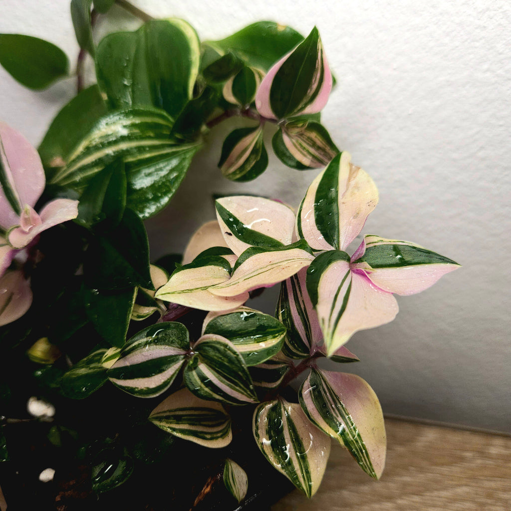 Tradescantia Tricolour