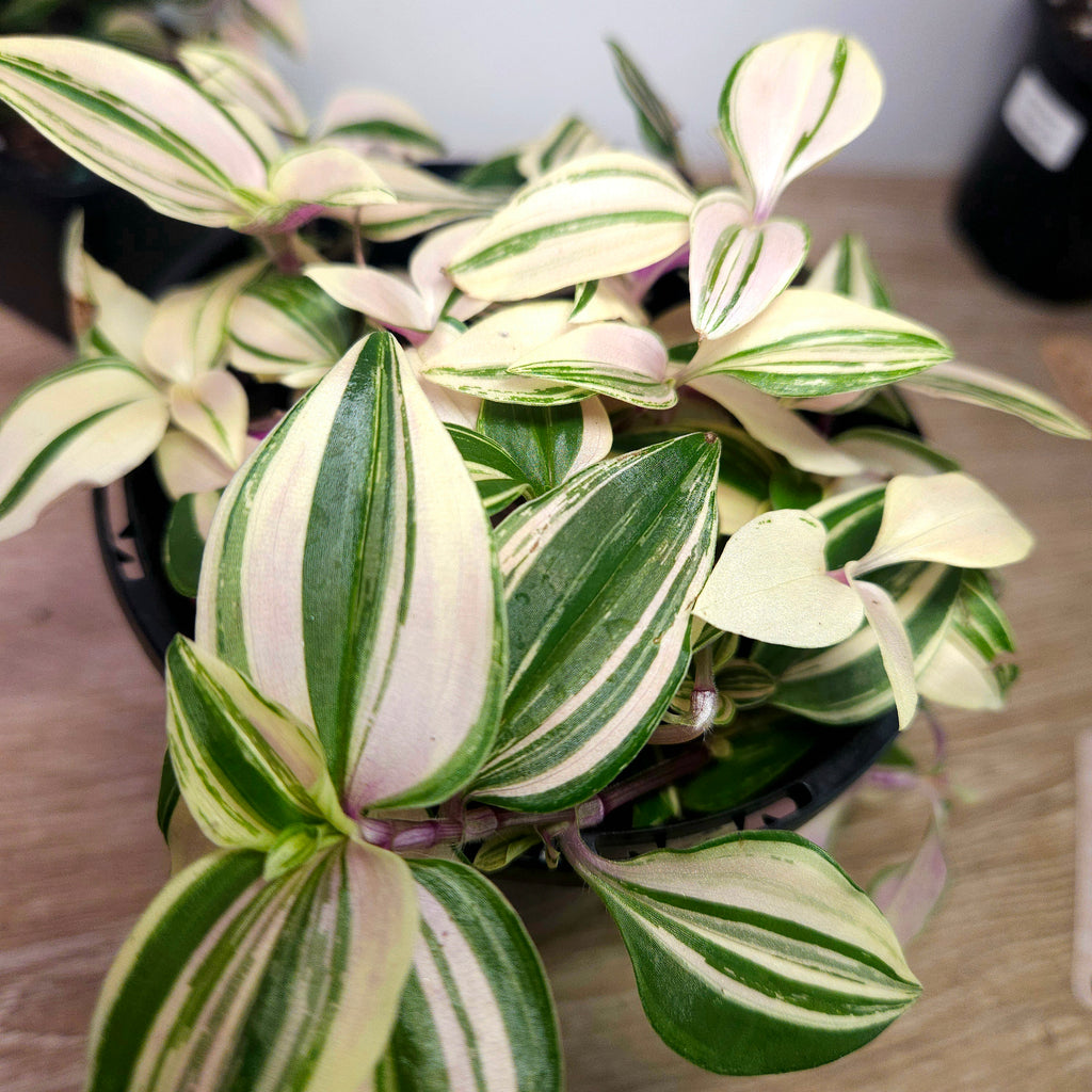 Tradescantia Tricolour