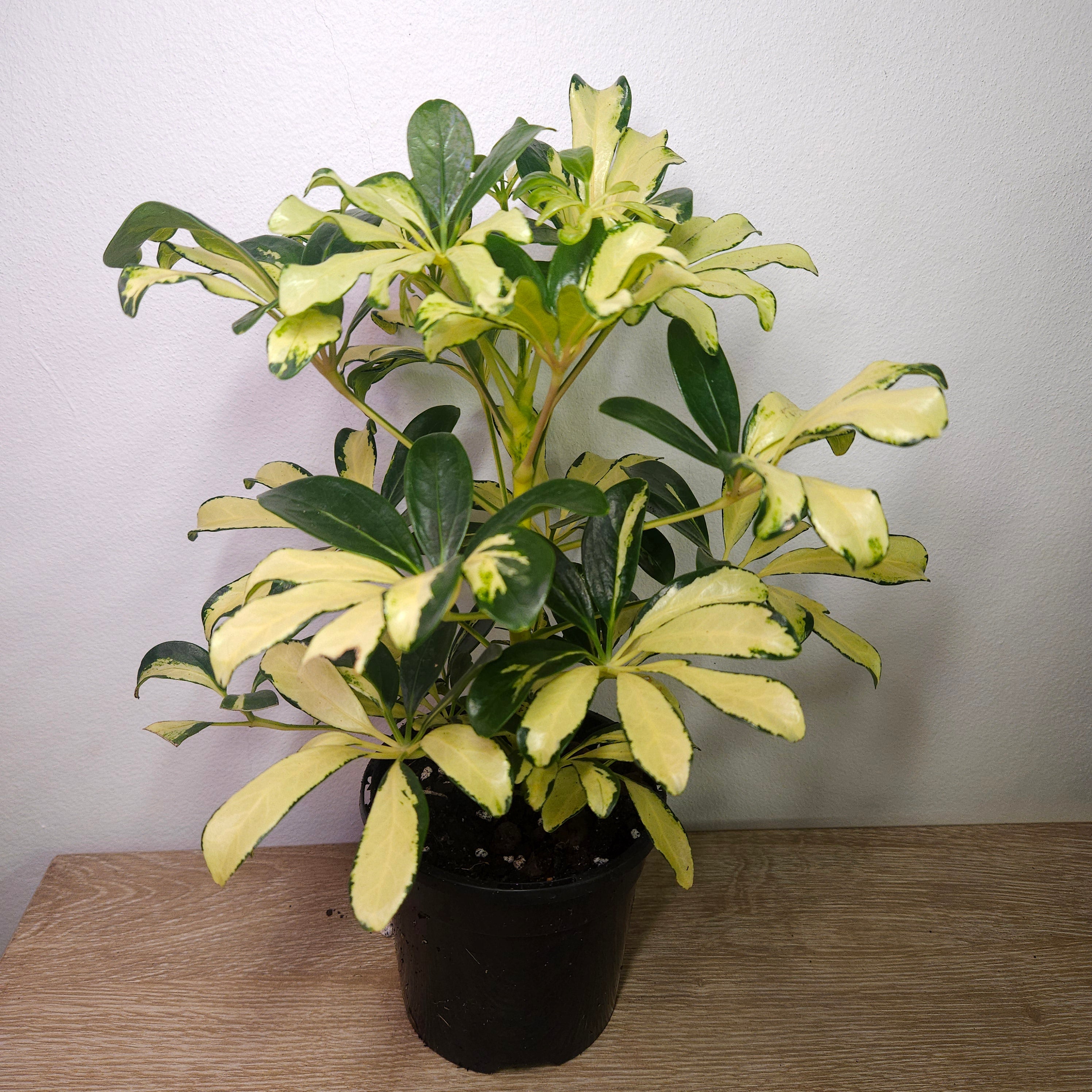 Schefflera arboricola 'Madame De Smet'