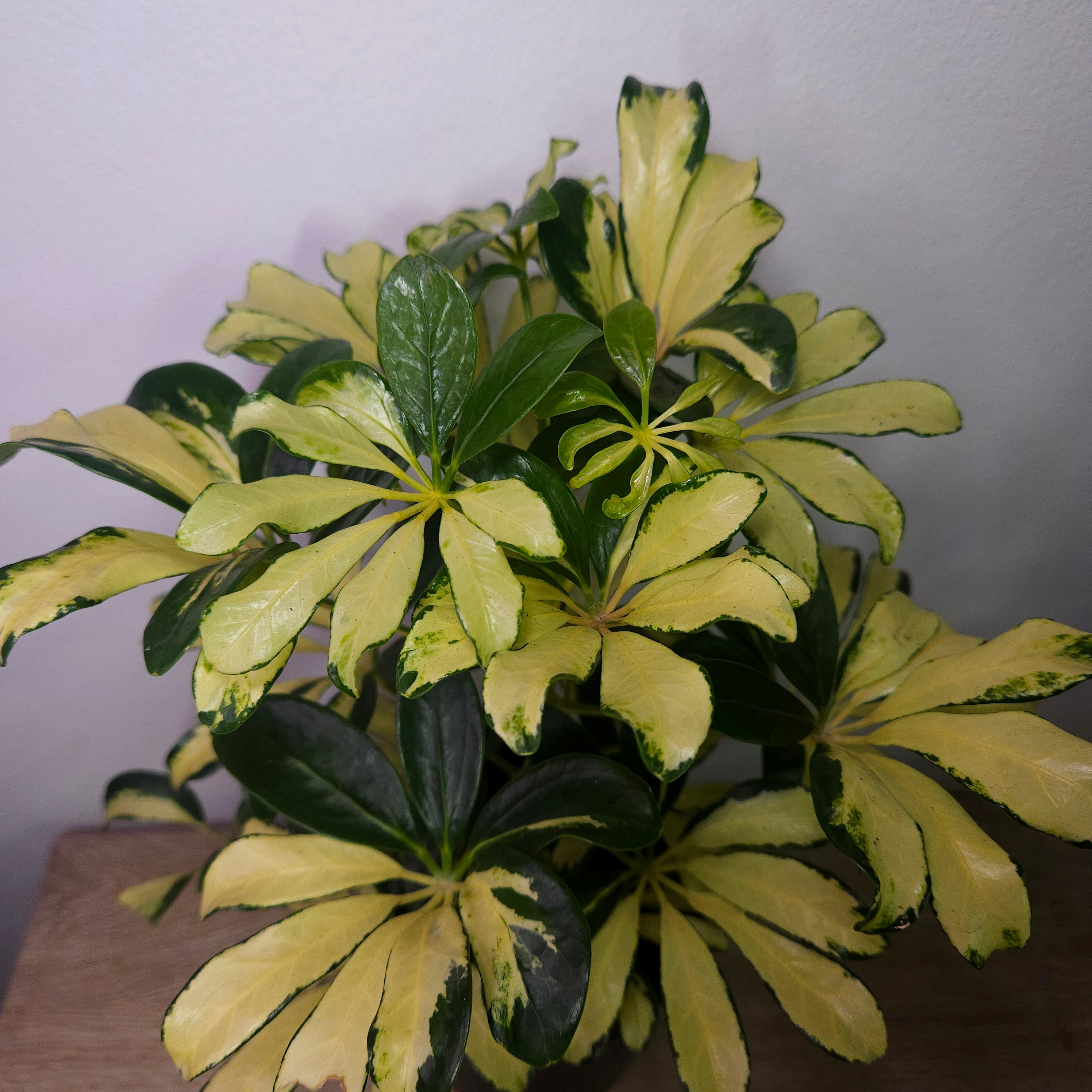 Schefflera arboricola 'Madame De Smet'