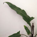 Alocasia lauterbachiana 'Purple Sword'