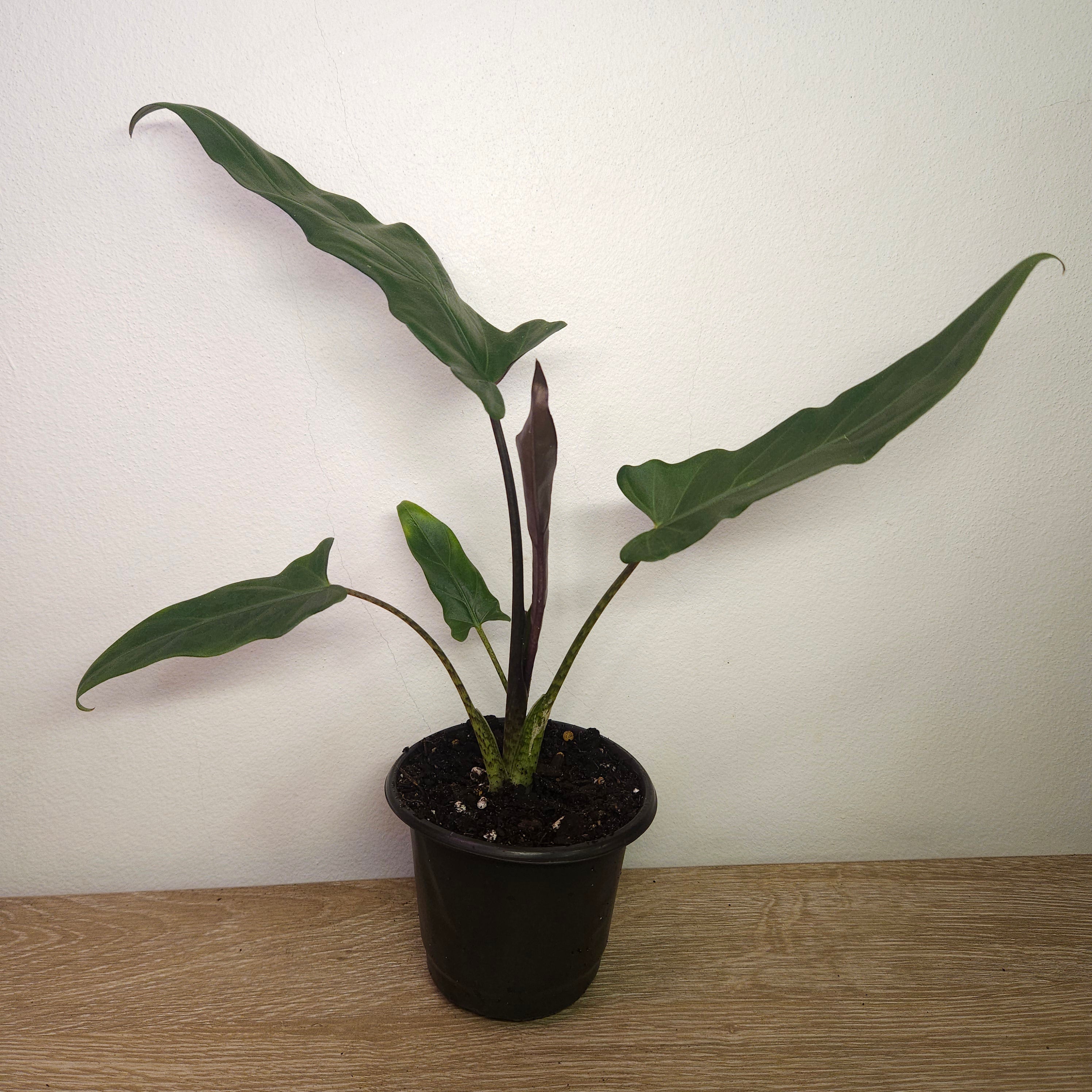 Alocasia lauterbachiana 'Purple Sword'