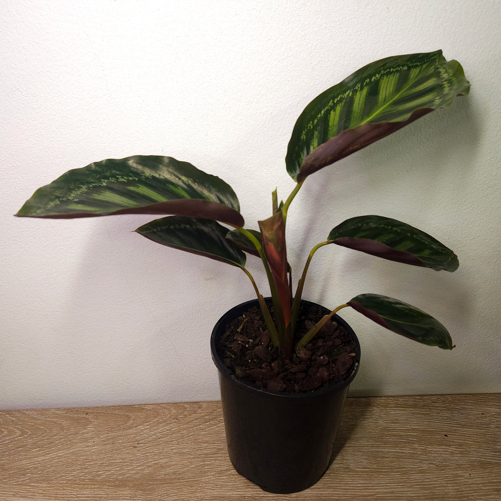 Calathea Roseopicta Flamestar