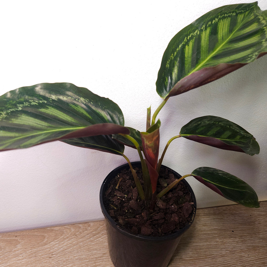 Calathea Roseopicta Flamestar