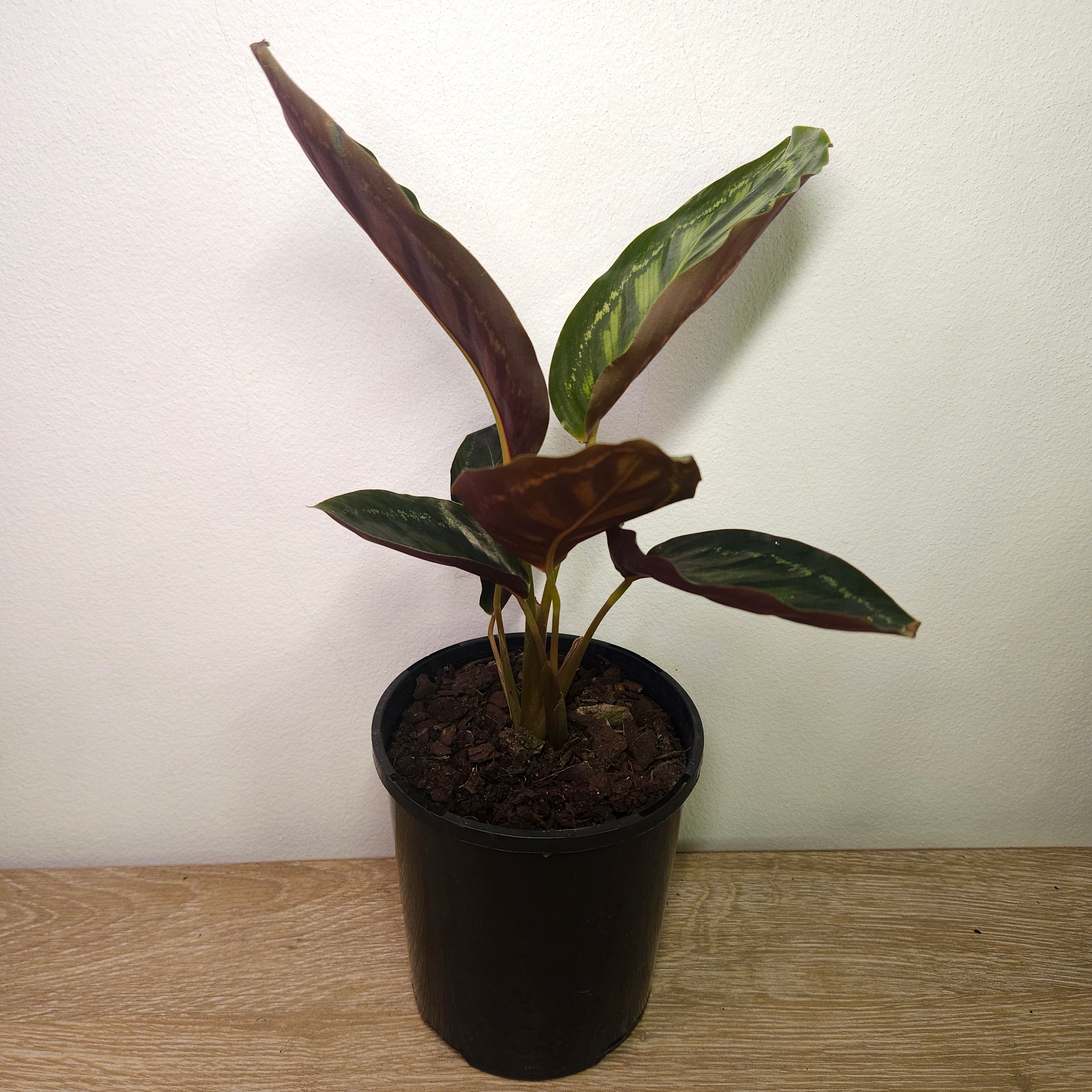 Calathea Roseopicta Flamestar