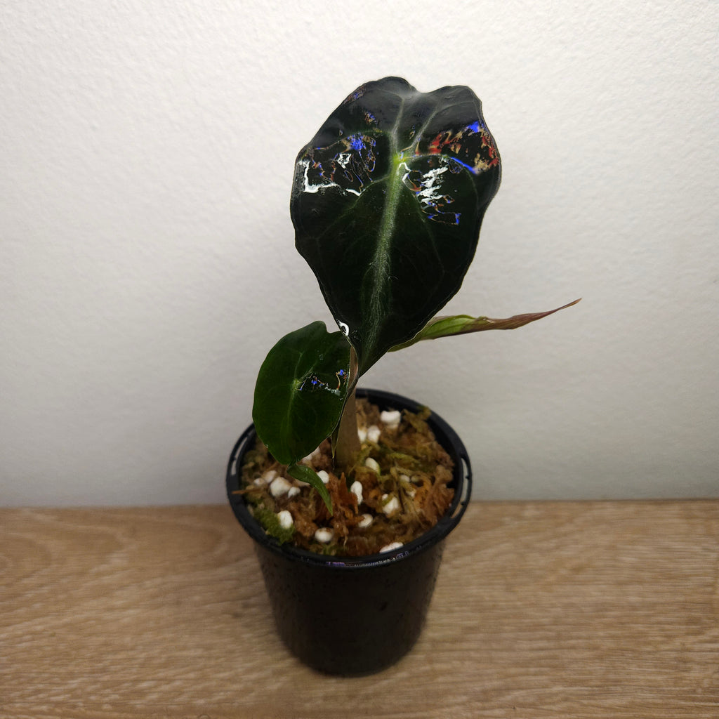 Alocasia ‘Venom’ | Rare Dark Foliage Indoor Plant
