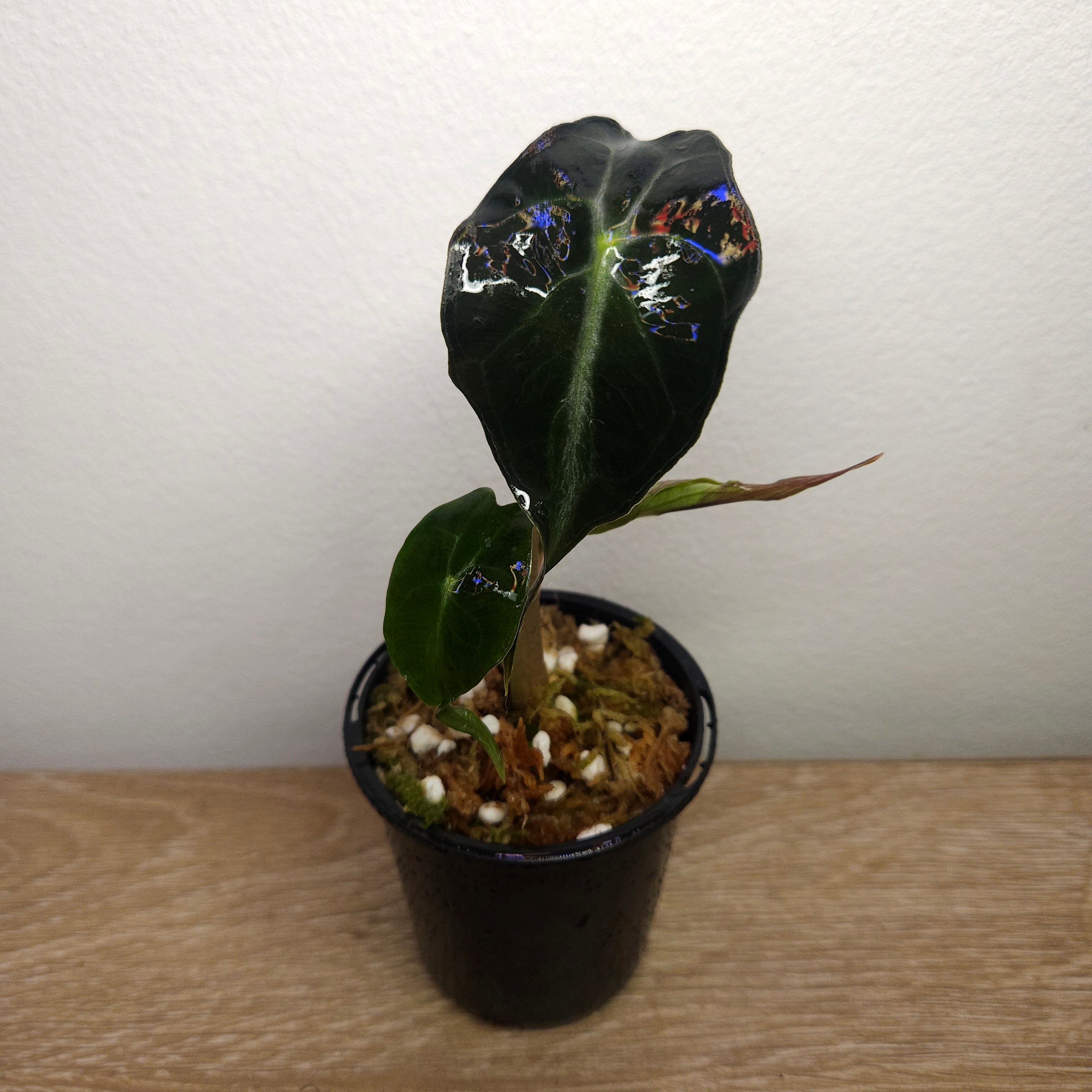Alocasia ‘Venom’ – Rare Dark Foliage Indoor Plant