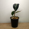 Alocasia ‘Venom’ | Rare Dark Foliage Indoor Plant
