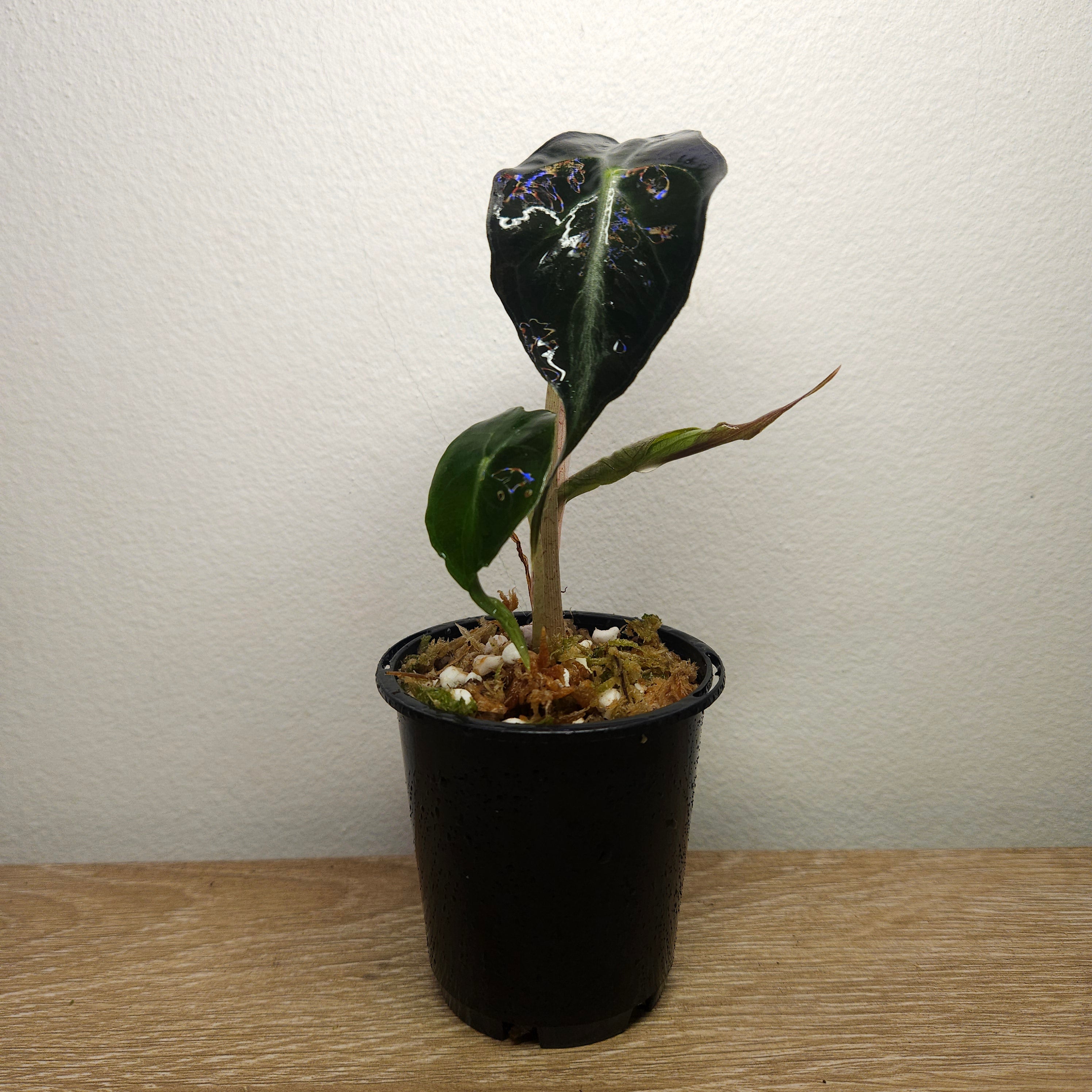 Alocasia ‘Venom’ – Rare Dark Foliage Indoor Plant
