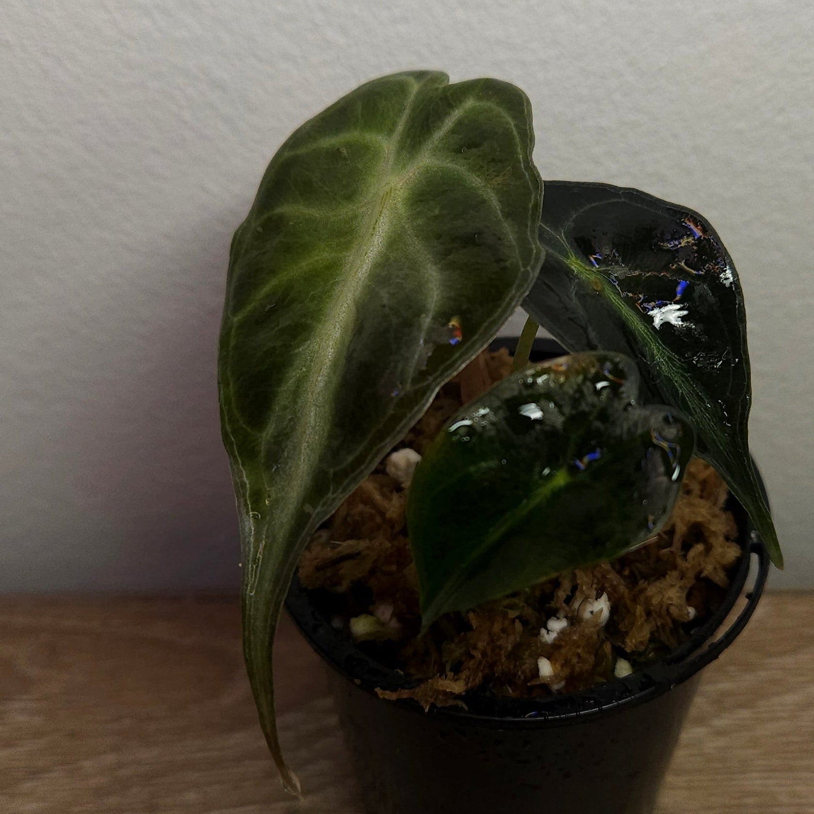 Alocasia ‘Venom’ – Rare Dark Foliage Indoor Plant