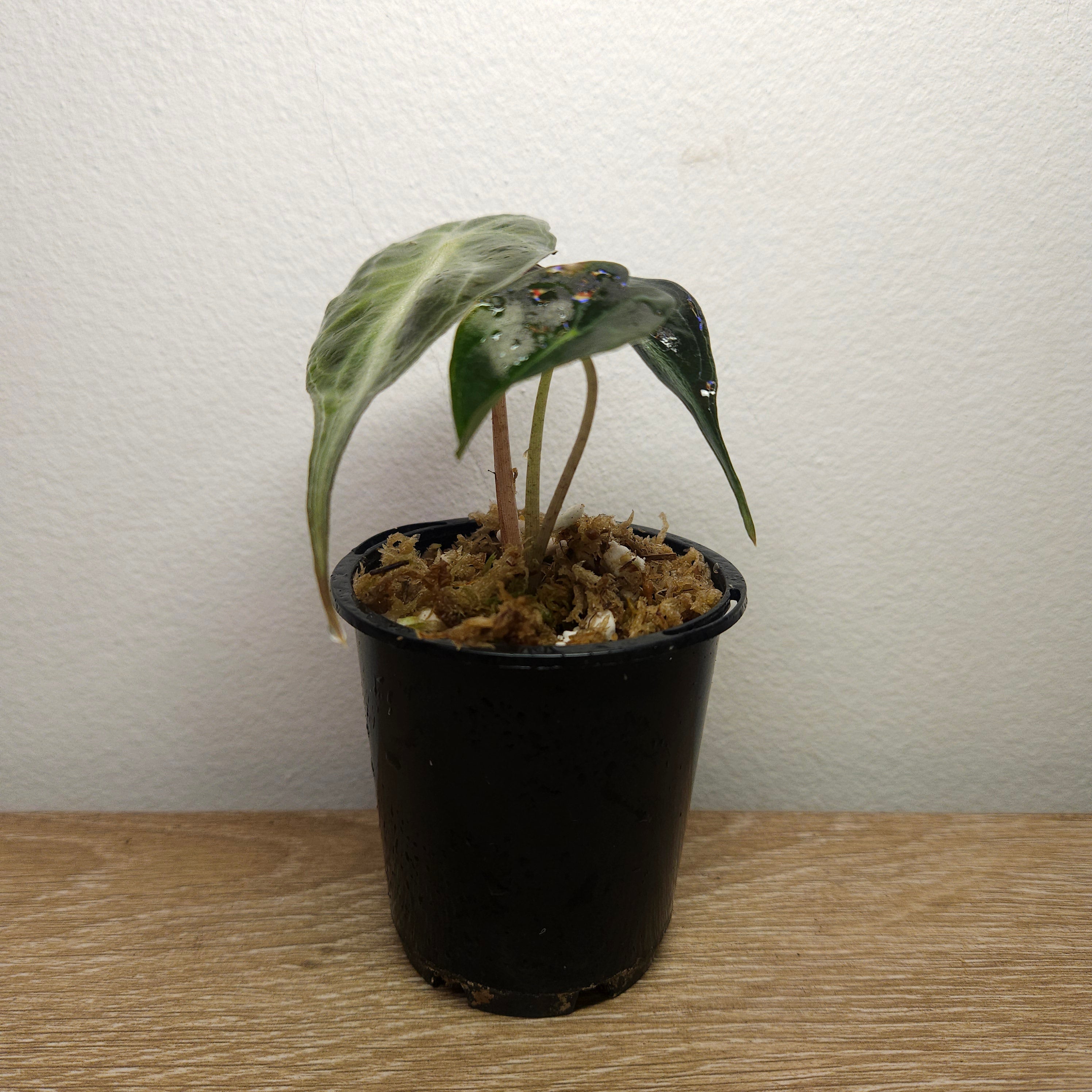 Alocasia ‘Venom’ – Rare Dark Foliage Indoor Plant