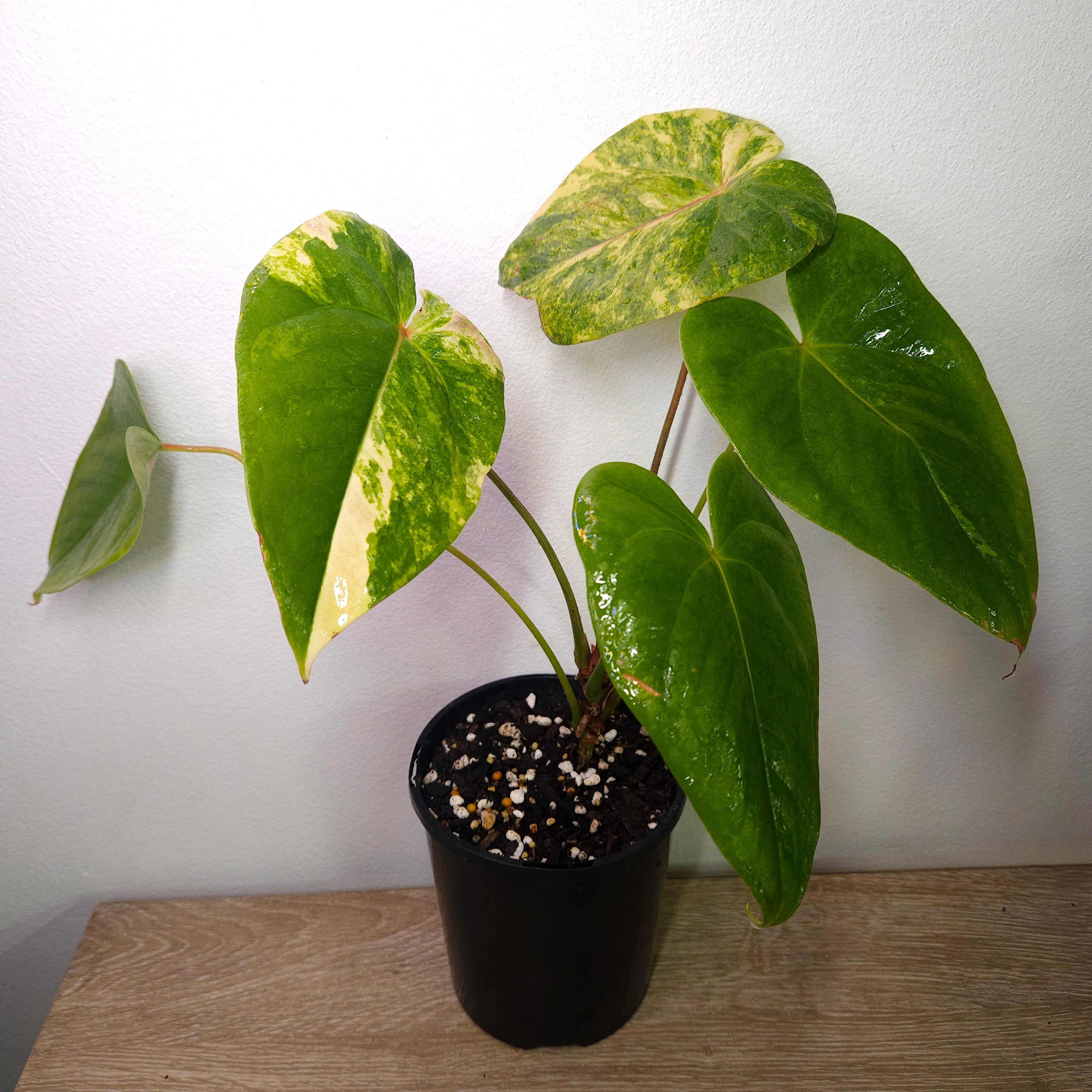 Variegated Anthurium Andraeanum - Established exact plant SOLD