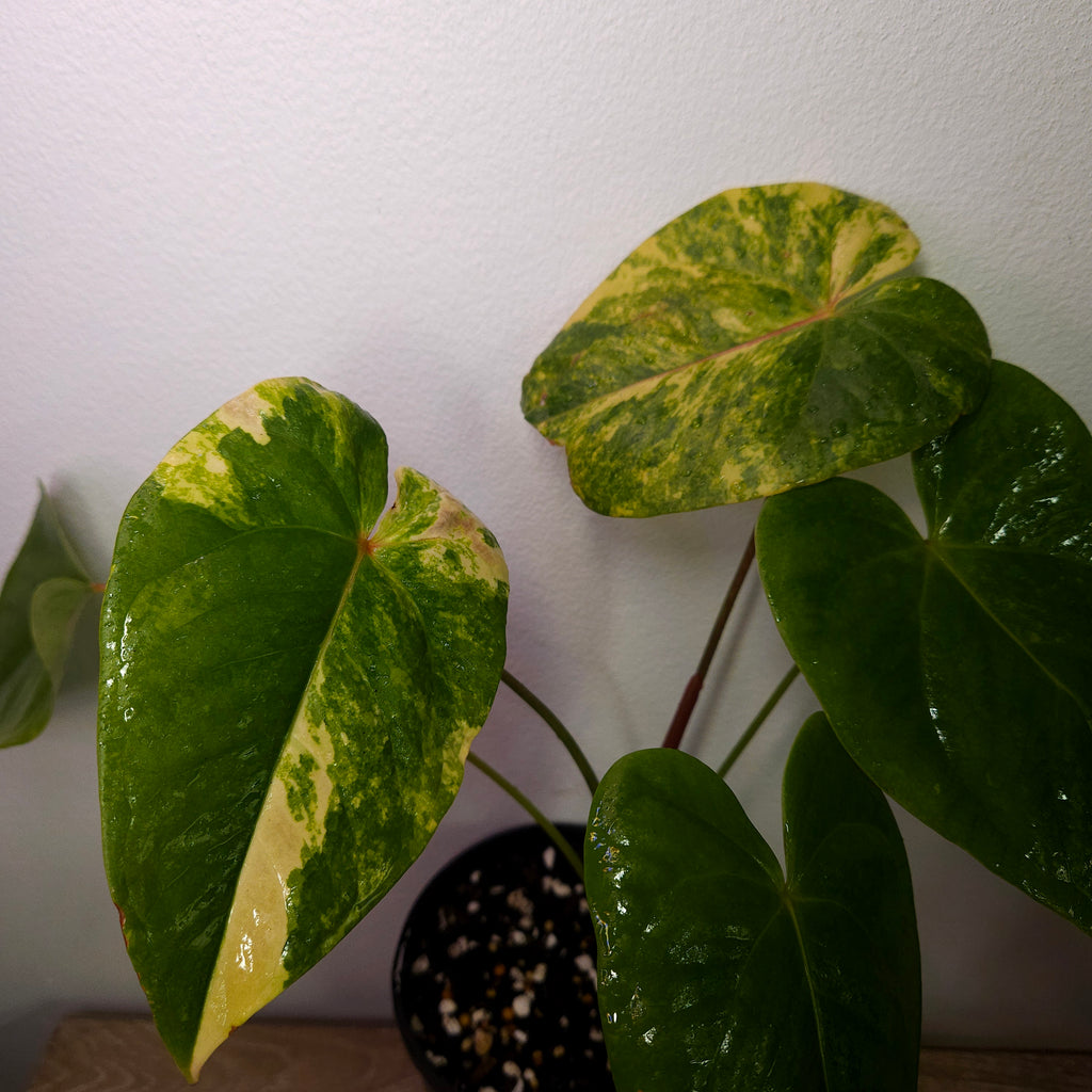 Variegated Anthurium Andraeanum - Established exact plant SOLD