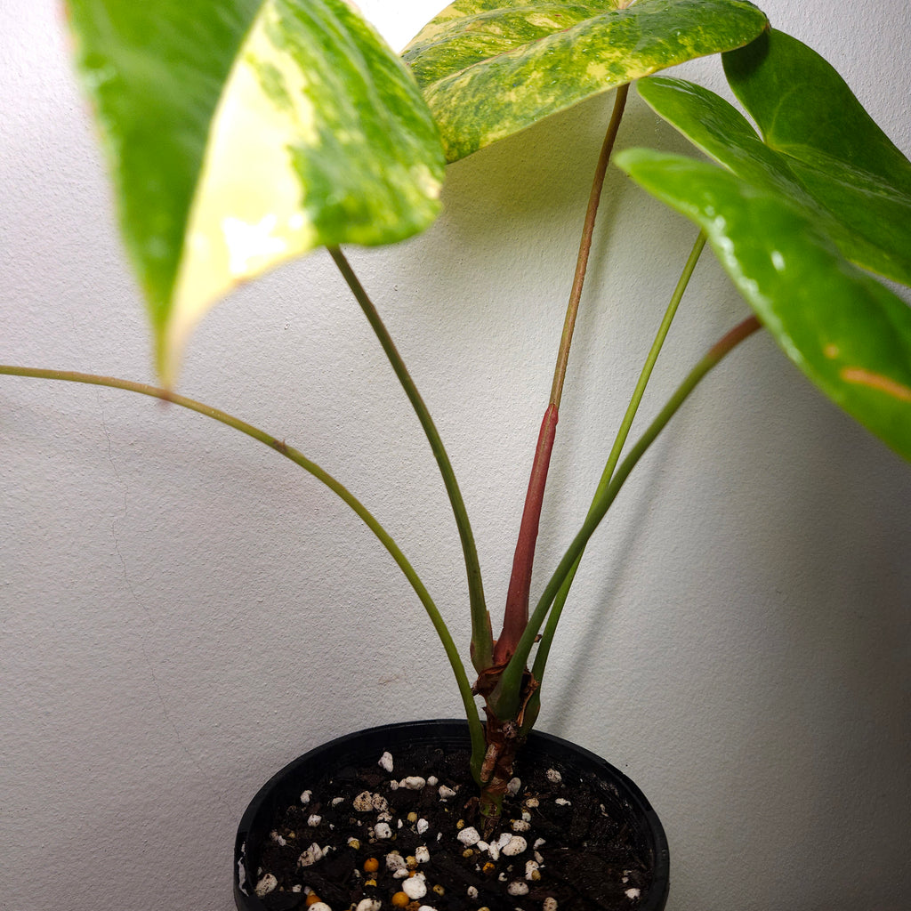 Variegated Anthurium Andraeanum - Established exact plant SOLD