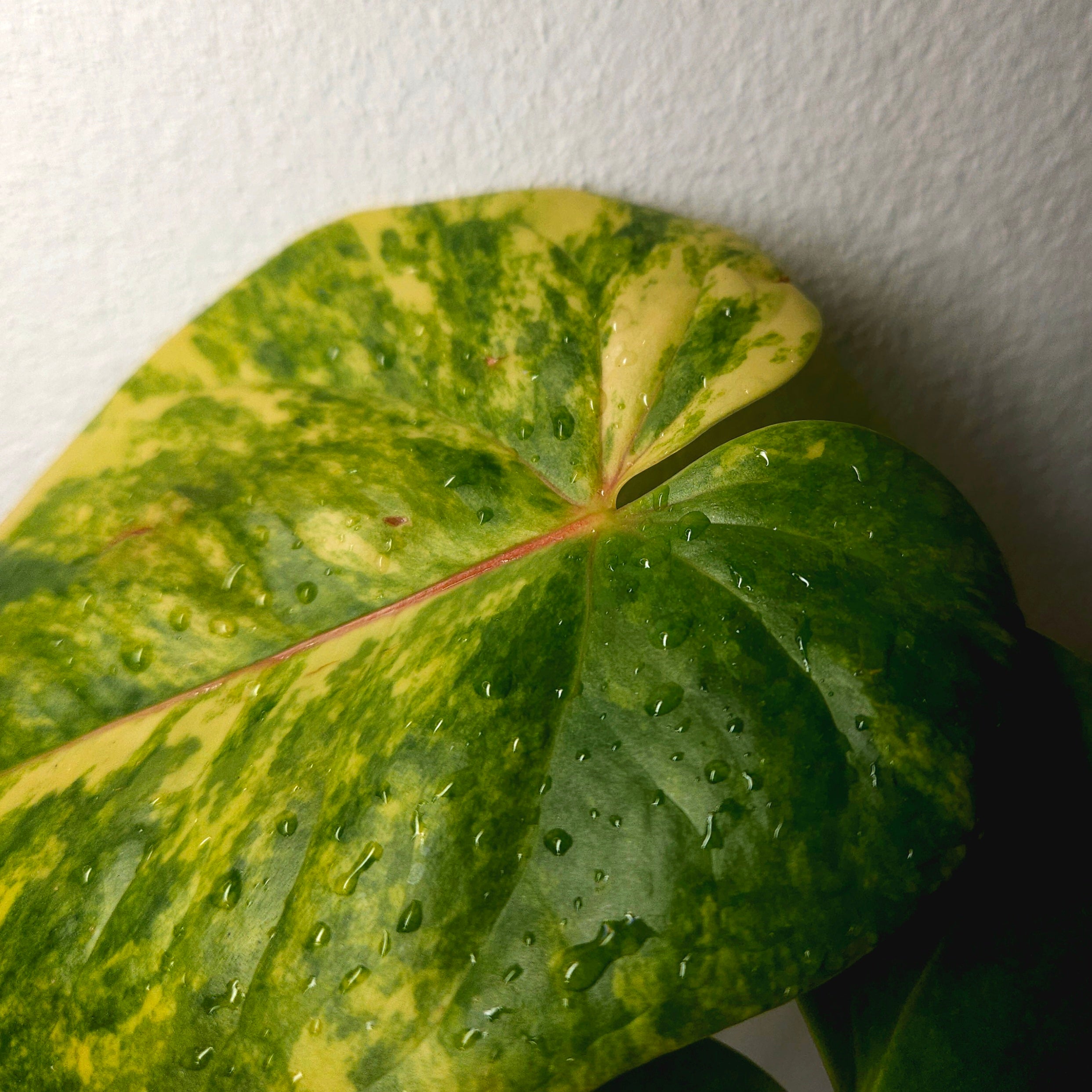 Variegated Anthurium Andraeanum - Established exact plant SOLD