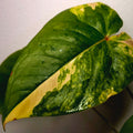 Variegated Anthurium Andraeanum - Established exact plant SOLD