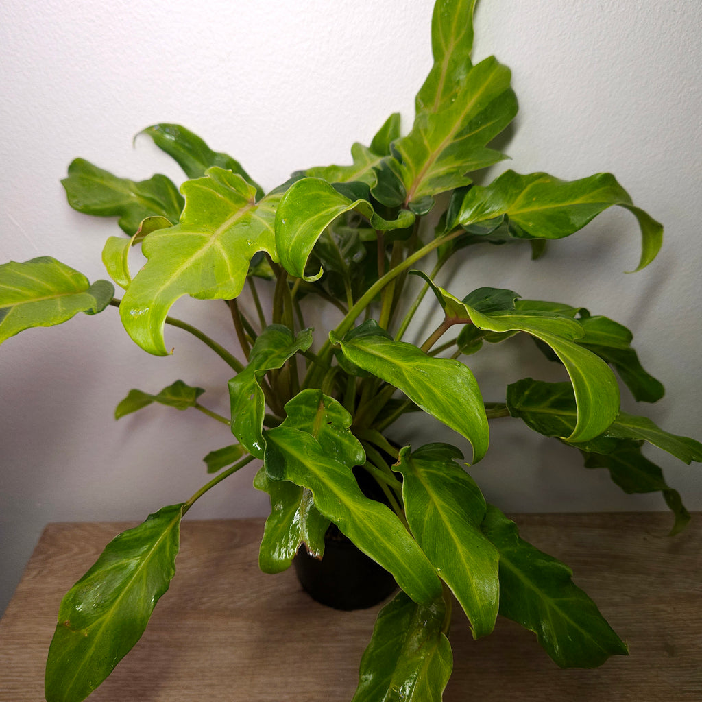 Philodendron Xanadu Variegated