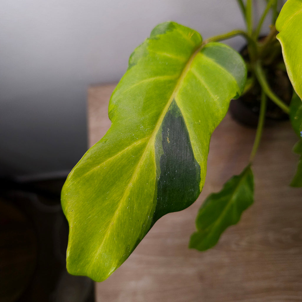 Philodendron Xanadu Variegated