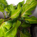 Philodendron Xanadu Variegated