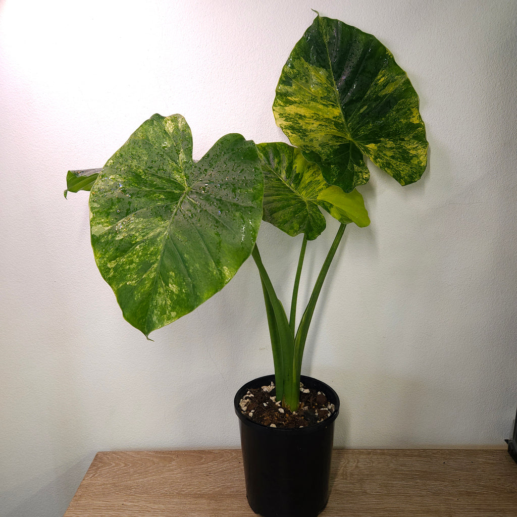 Alocasia odora 'California' Aurea Variegata