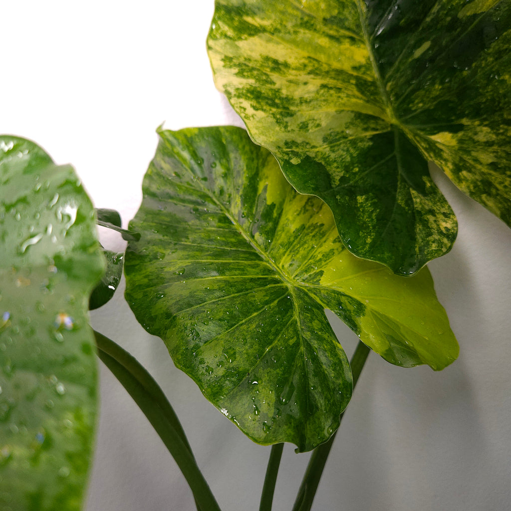 Alocasia odora 'California' Aurea Variegata