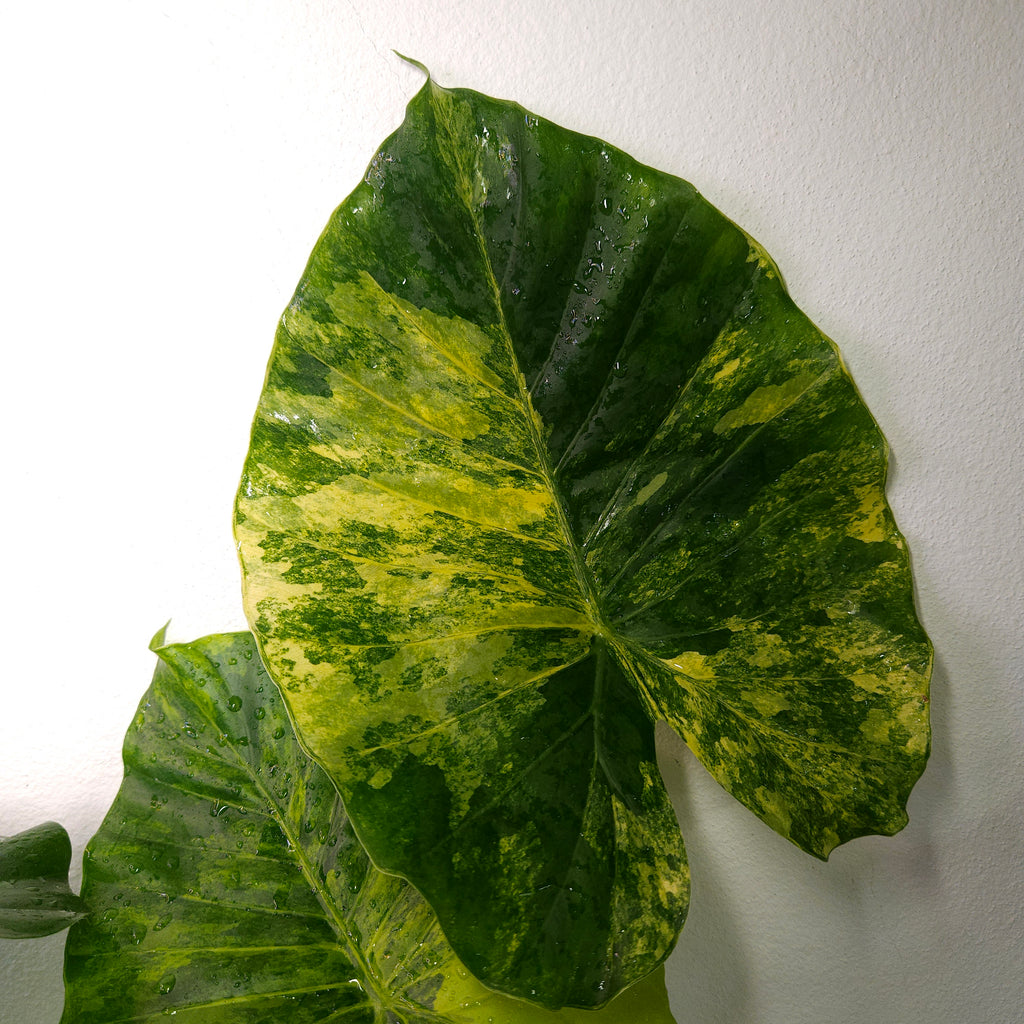 Alocasia odora 'California' Aurea Variegata