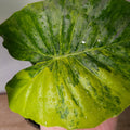Alocasia odora 'California' Aurea Variegata