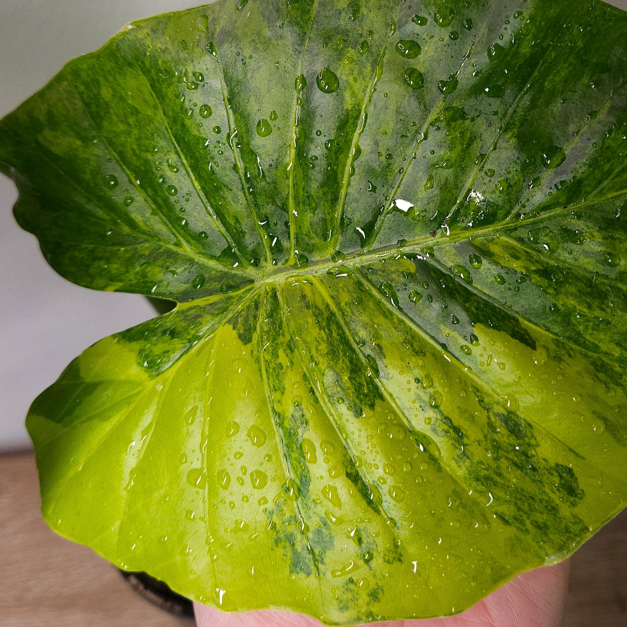 Alocasia odora 'California' Aurea Variegata
