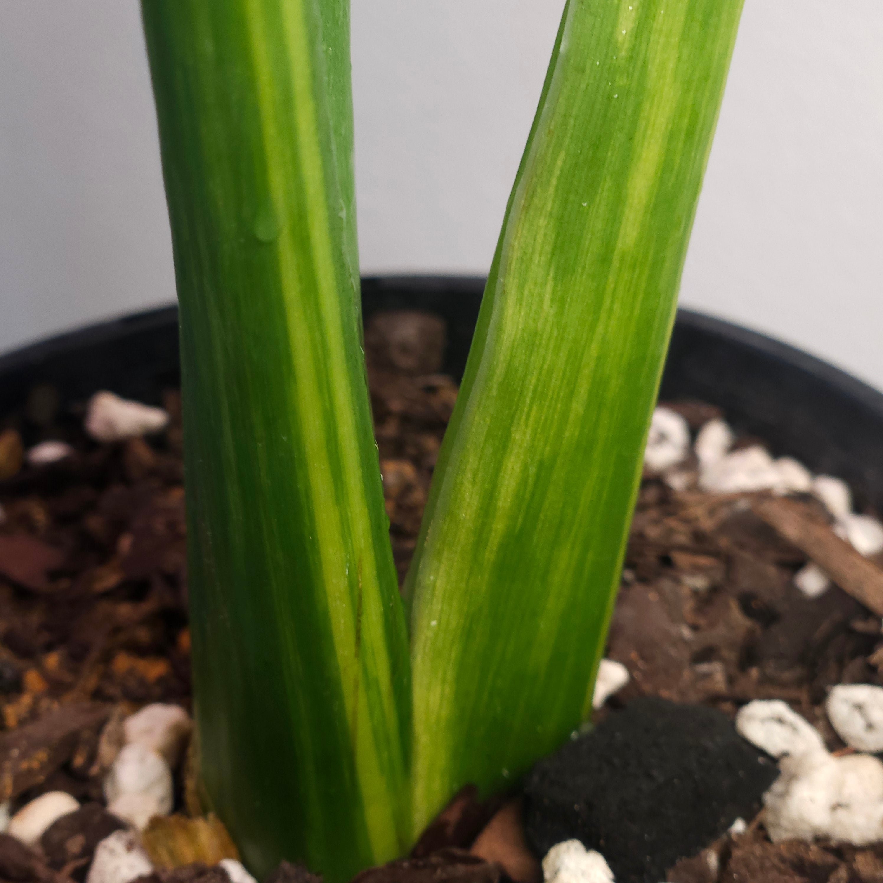 Alocasia odora 'California' Aurea Variegata