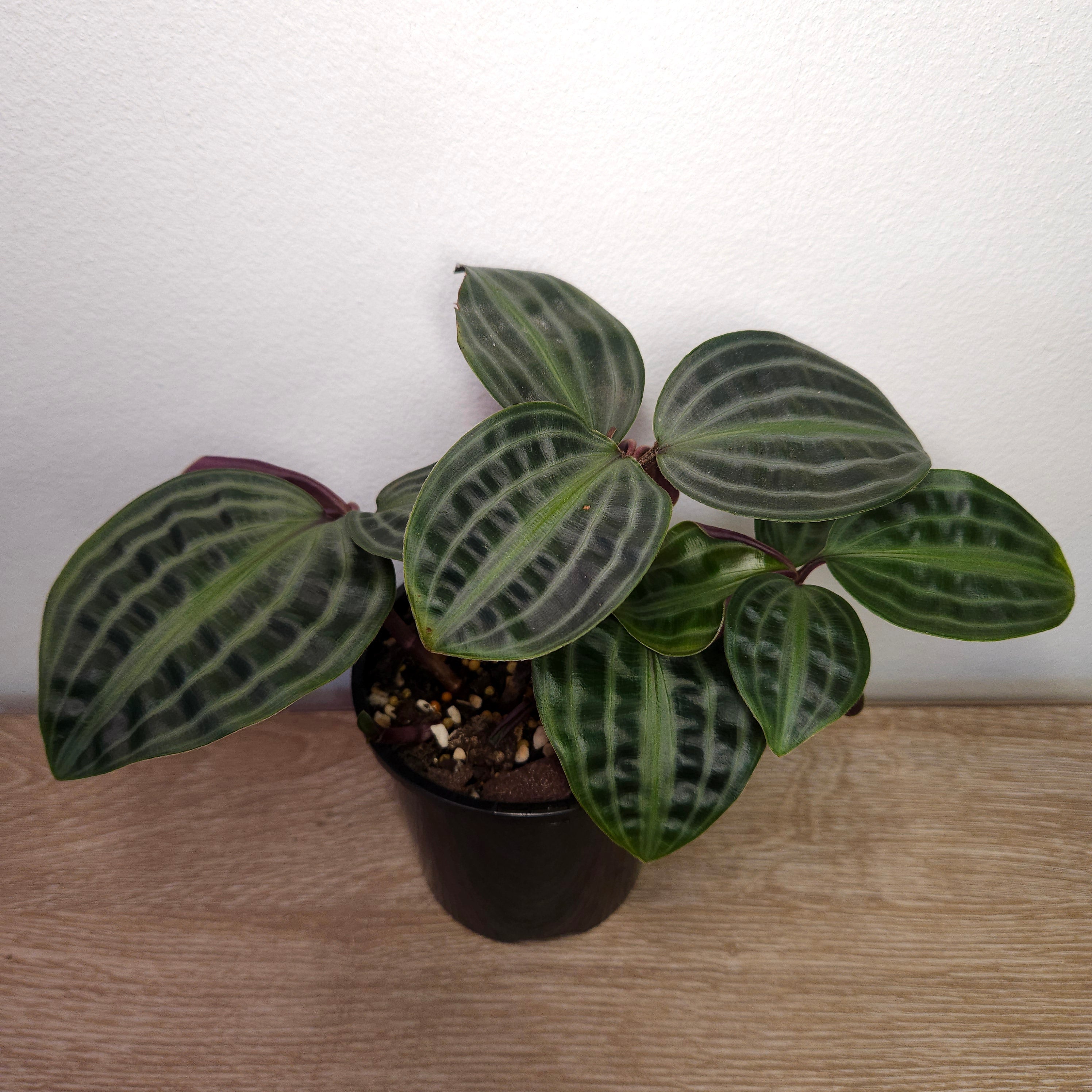 Geogenanthus poeppigii – Seersucker Plant