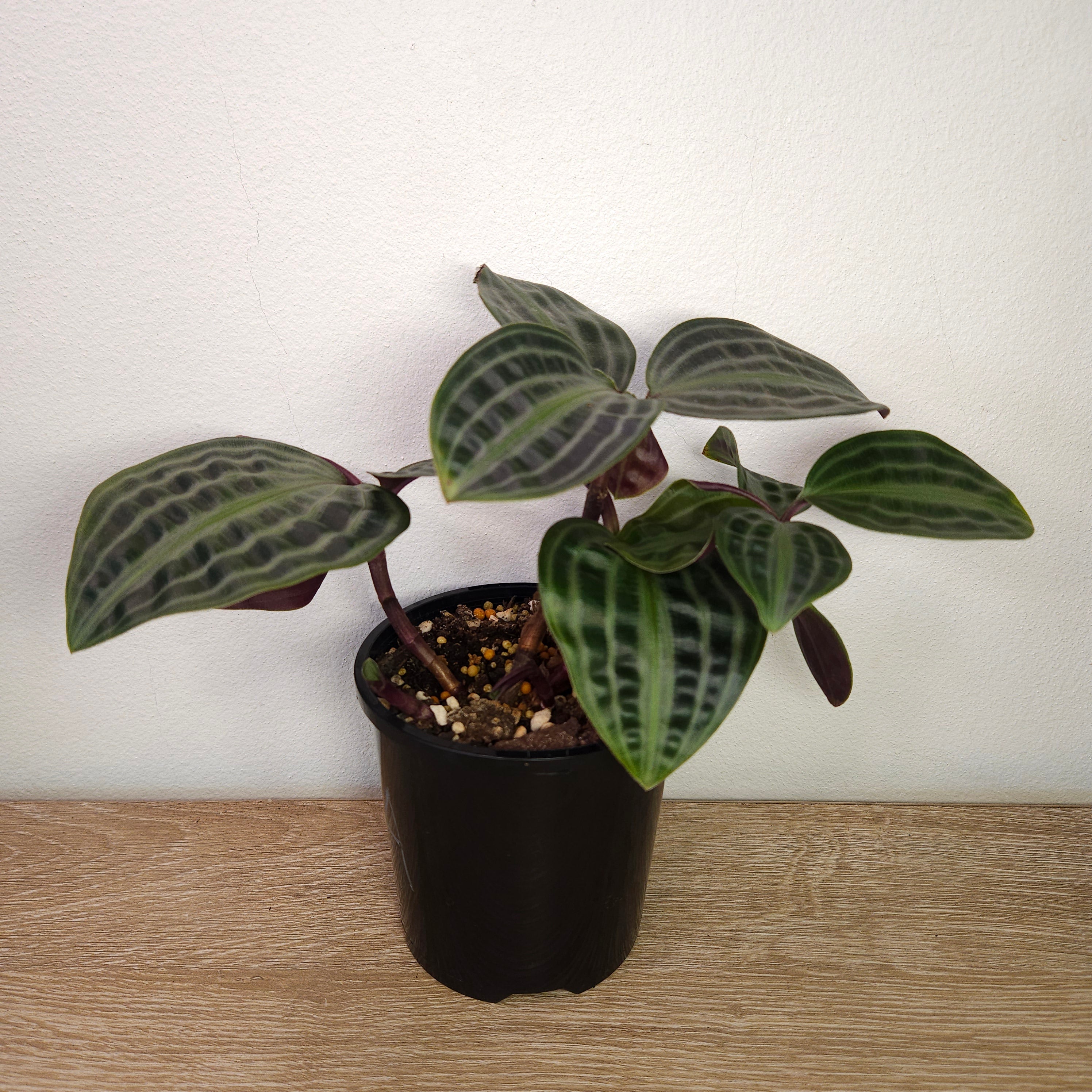 Geogenanthus poeppigii – Seersucker Plant