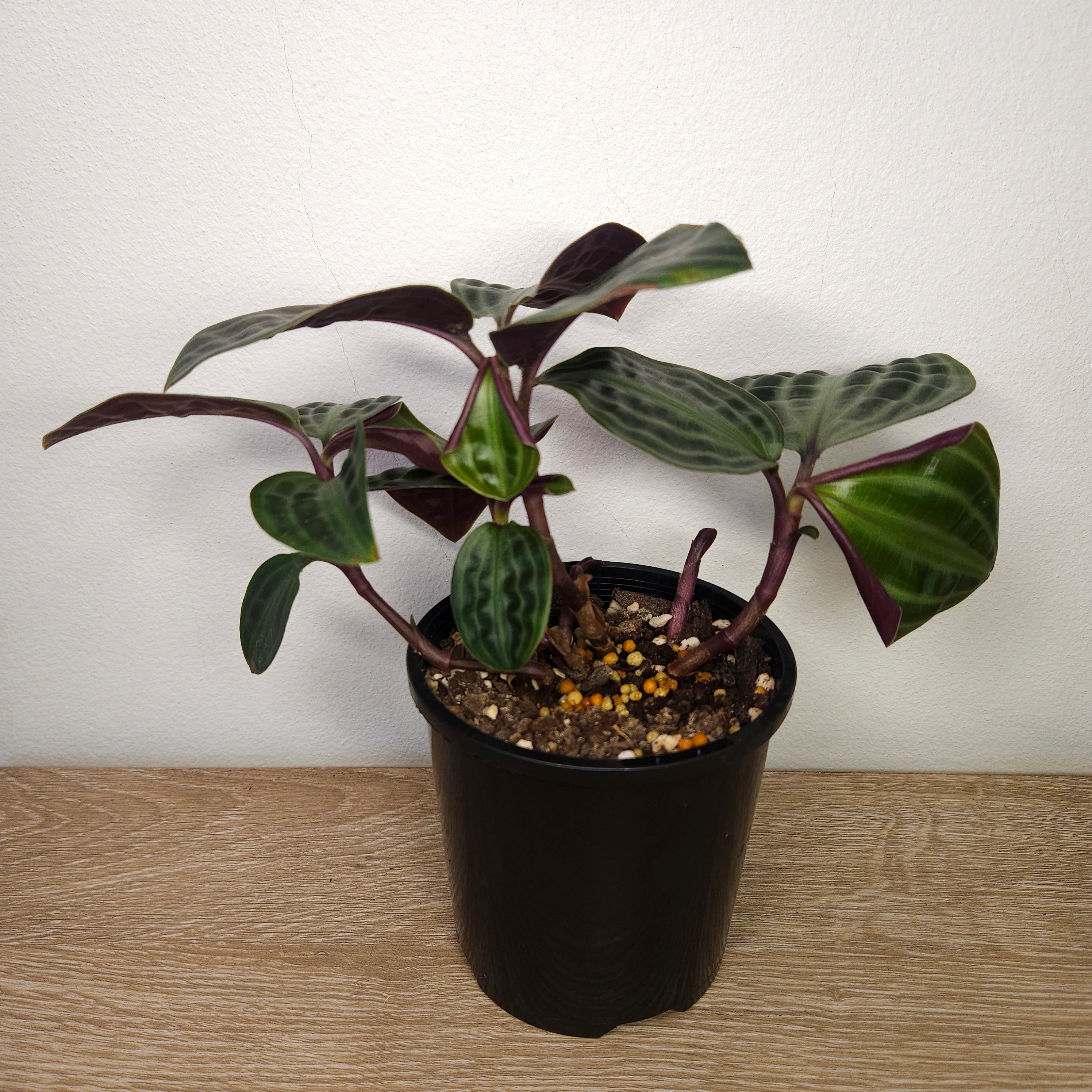 Geogenanthus poeppigii – Seersucker Plant