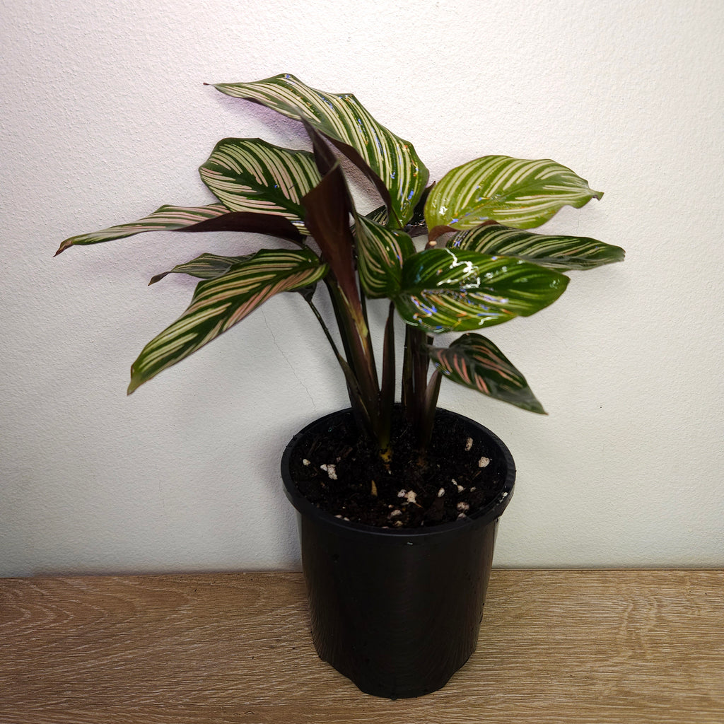Calathea White Star