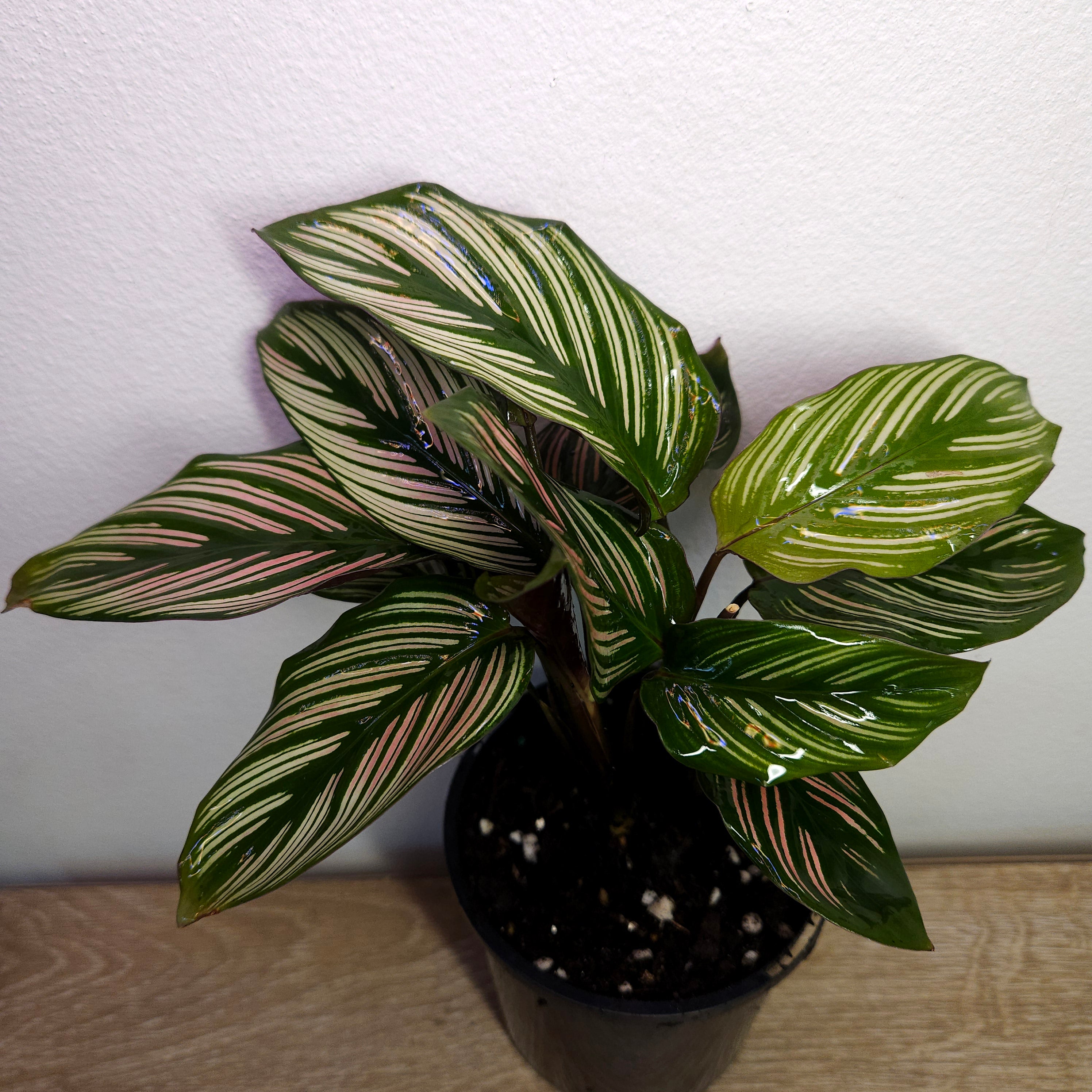 Calathea White Star