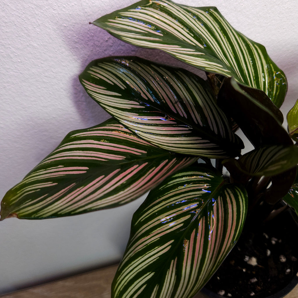 Calathea White Star
