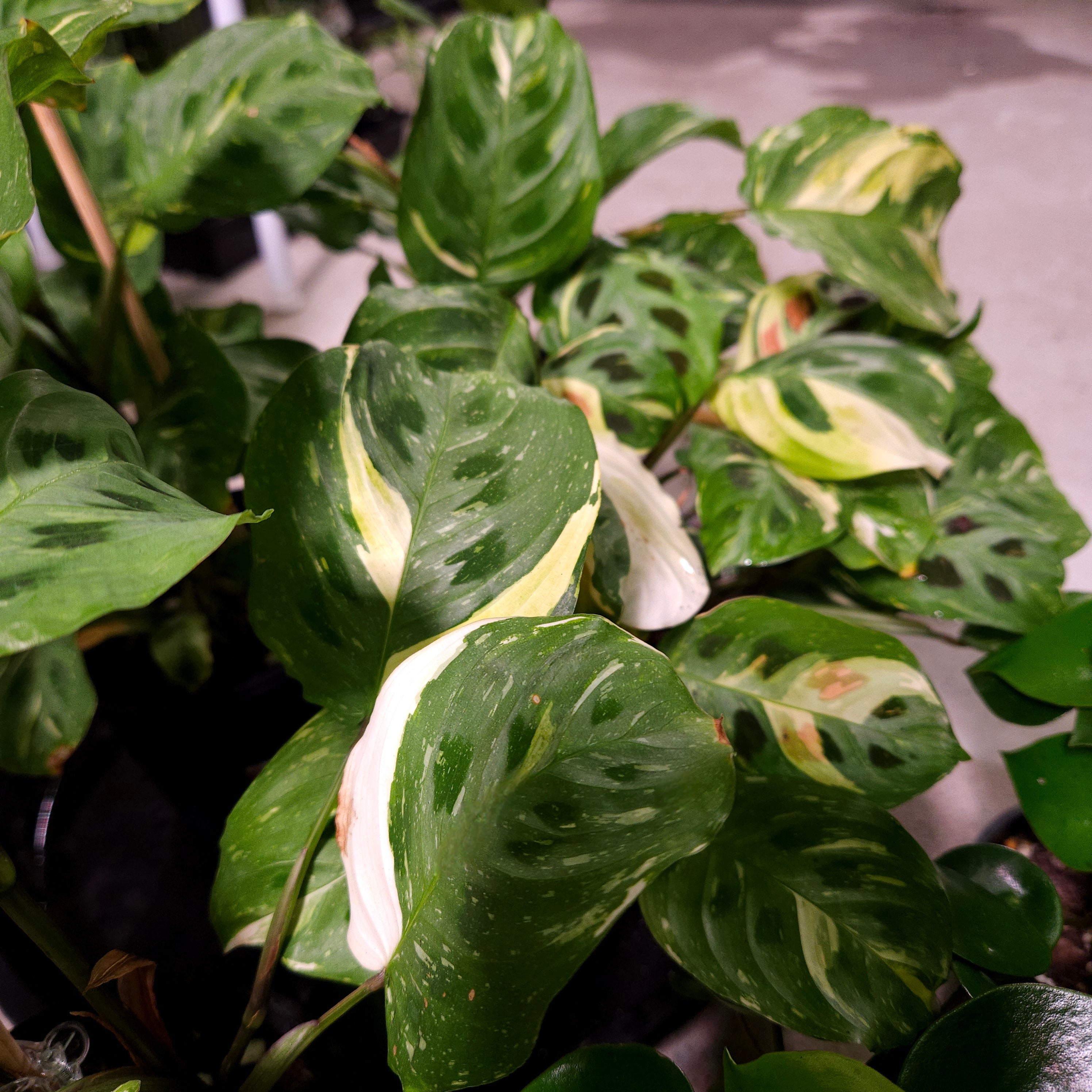 Maranta Kerchoveana Variegata – CLEARANCE
