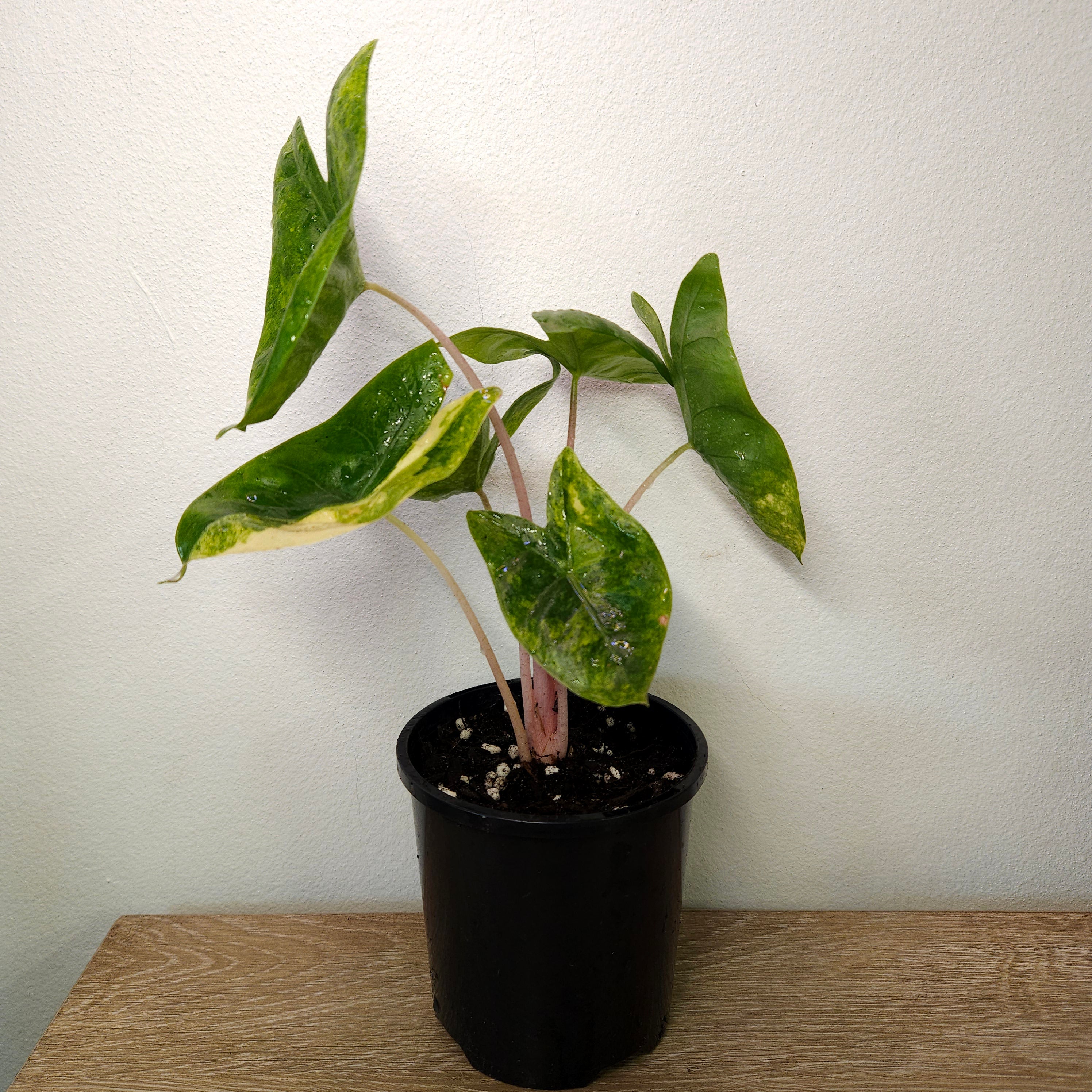 Alocasia Pink Dragon Block Brocade Variegated