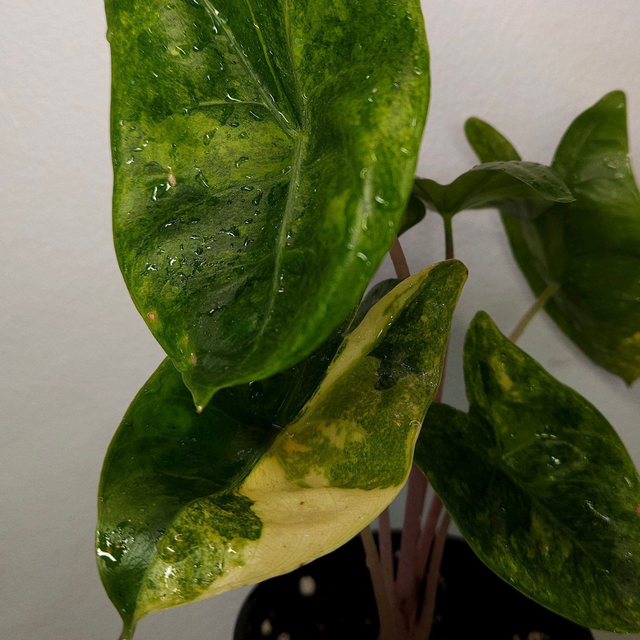 Alocasia Pink Dragon Block Brocade Variegated
