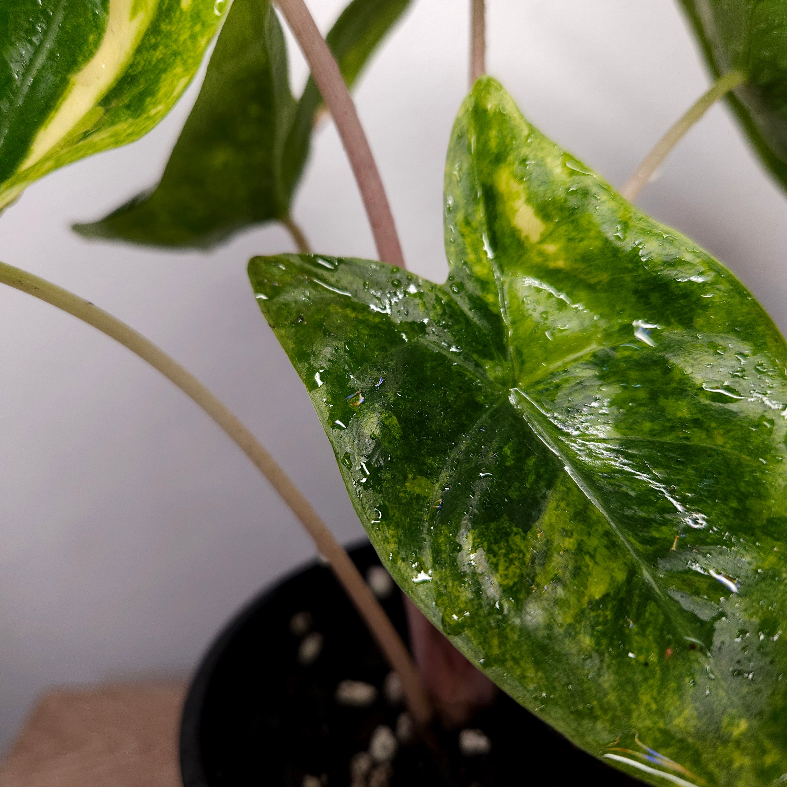 Alocasia Pink Dragon Block Brocade Variegated