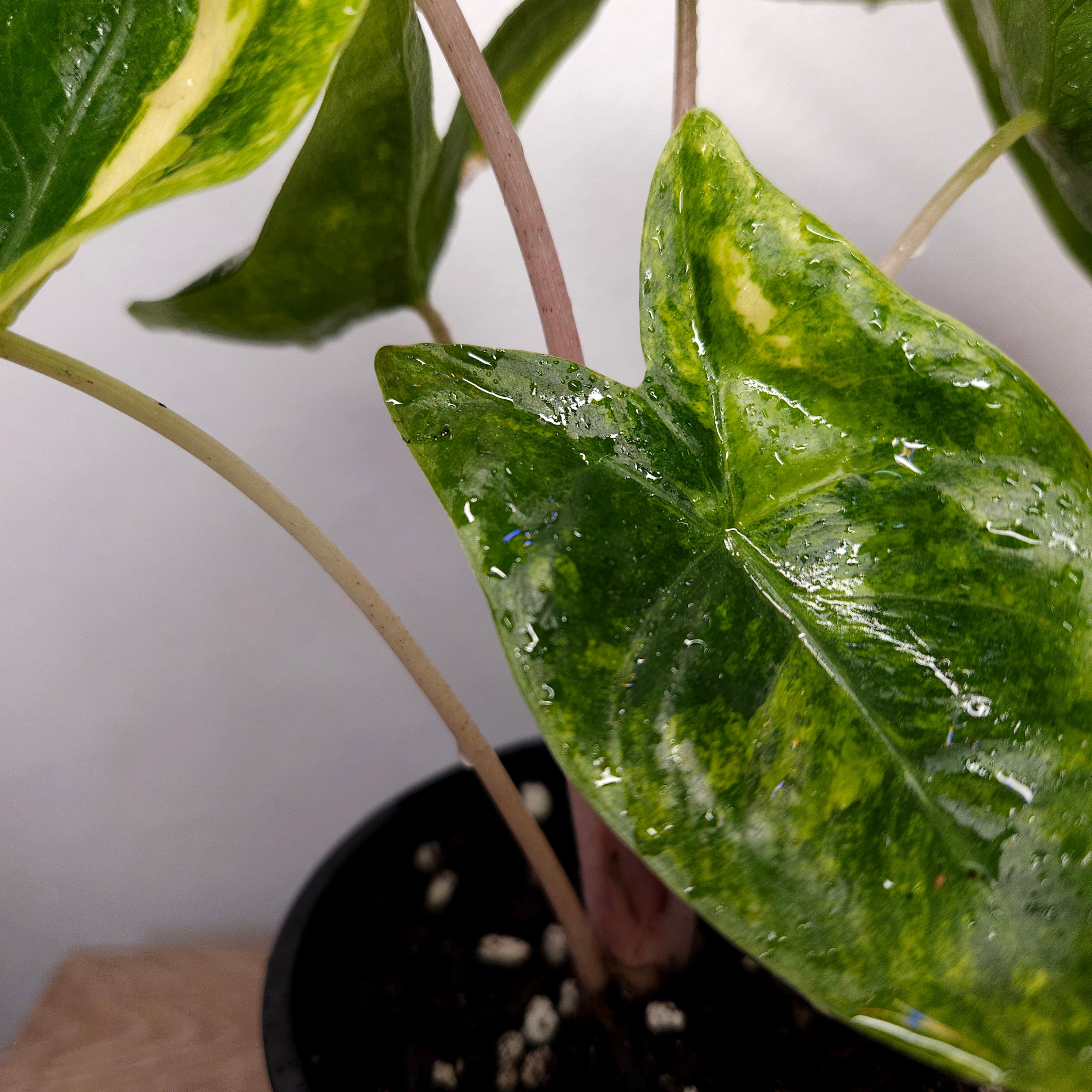 Alocasia Pink Dragon Block Brocade Variegated
