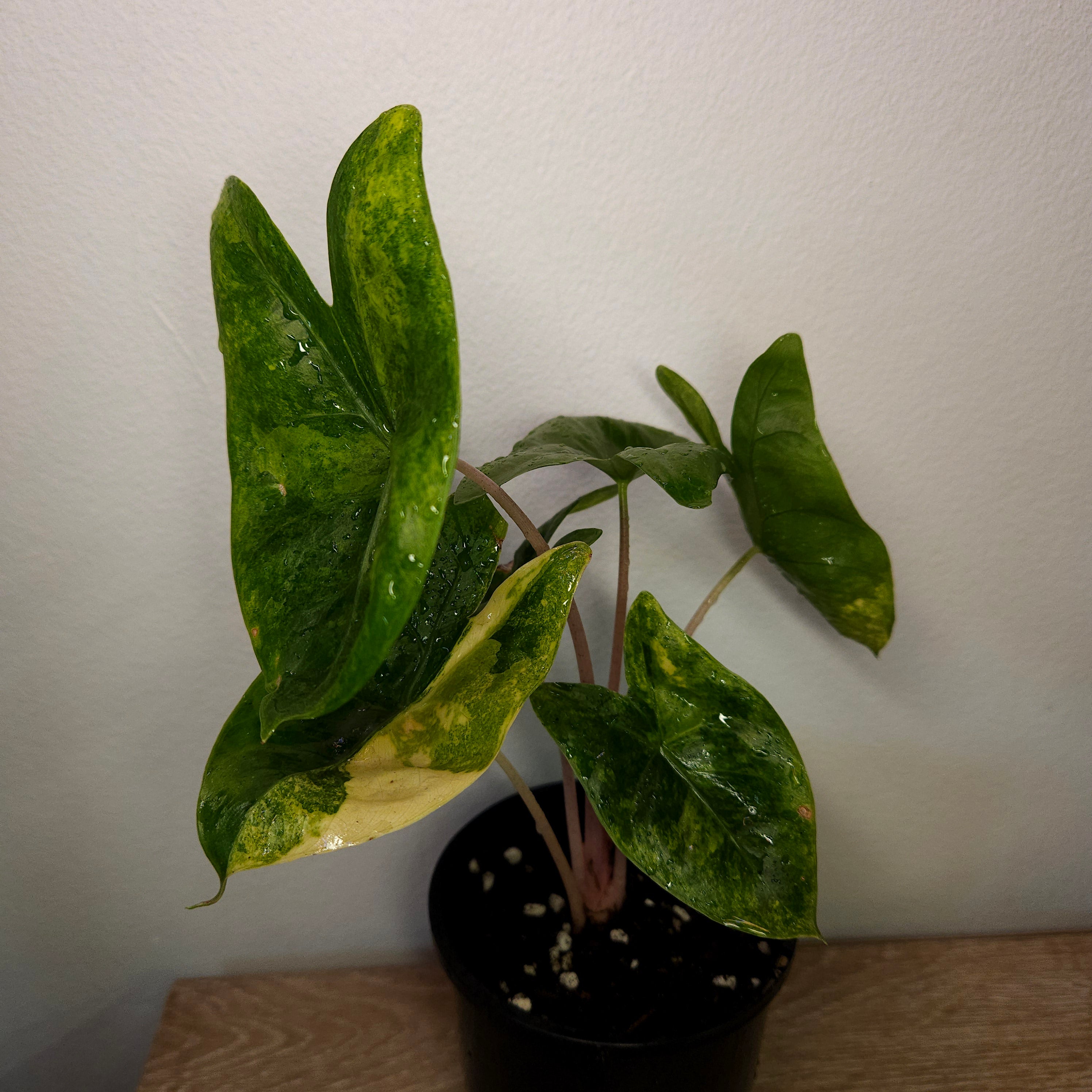 Alocasia Pink Dragon Block Brocade Variegated