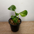 Homalomena Red Stem Variegated