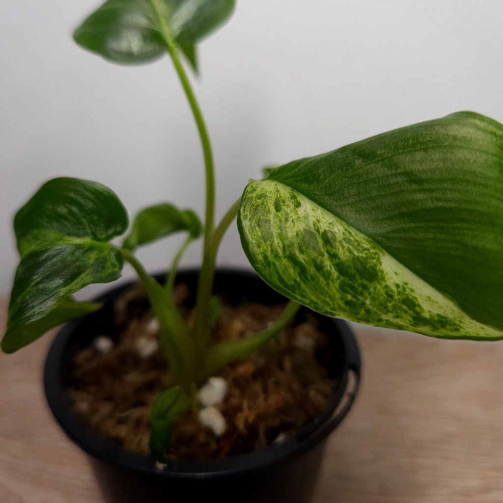 Homalomena Red Stem Variegated